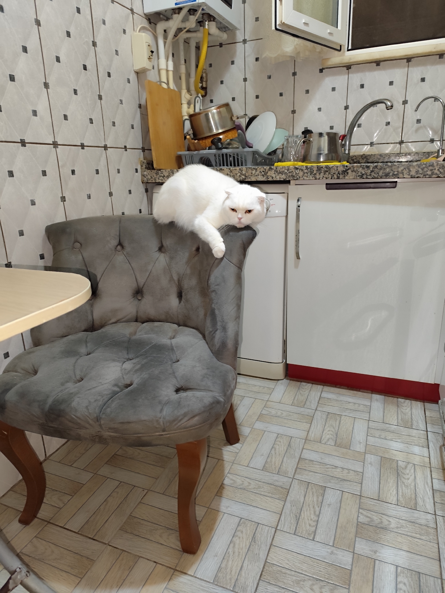 A white cat is perched on the back of a gray tufted chair in a kitchen setting. The kitchen features light-colored tiled walls with dark accents, white cabinets, and a light countertop cluttered with dishes and kitchenware. A beige-colored countertop is visible beside the chair, implying a table in close proximity. The floor is covered in light-colored wood-patterned tiles. Based on visual clues like architecture and interior design, this location is likely in Sarıyer, Turkey.