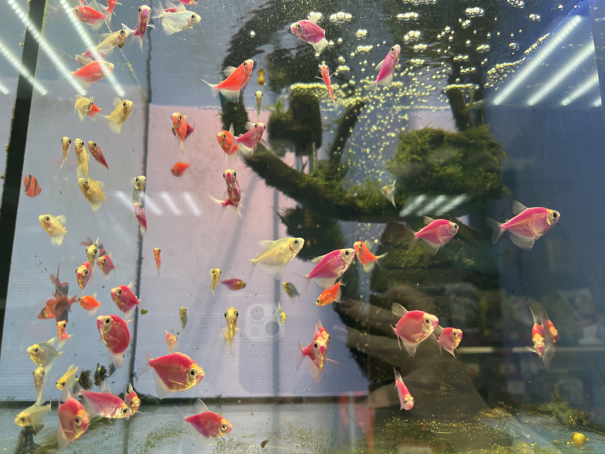 The image depicts a fish tank containing various brightly colored fish, mostly GloFish tetra. The fish are pink, orange, yellow, and white. Bubbles rise in the water. A green moss-covered branch or decoration is visible in the background. The tank appears to be located in a retail setting, potentially a pet store. There's no evidence to support the location being in Novopokrovskaya, Russia.