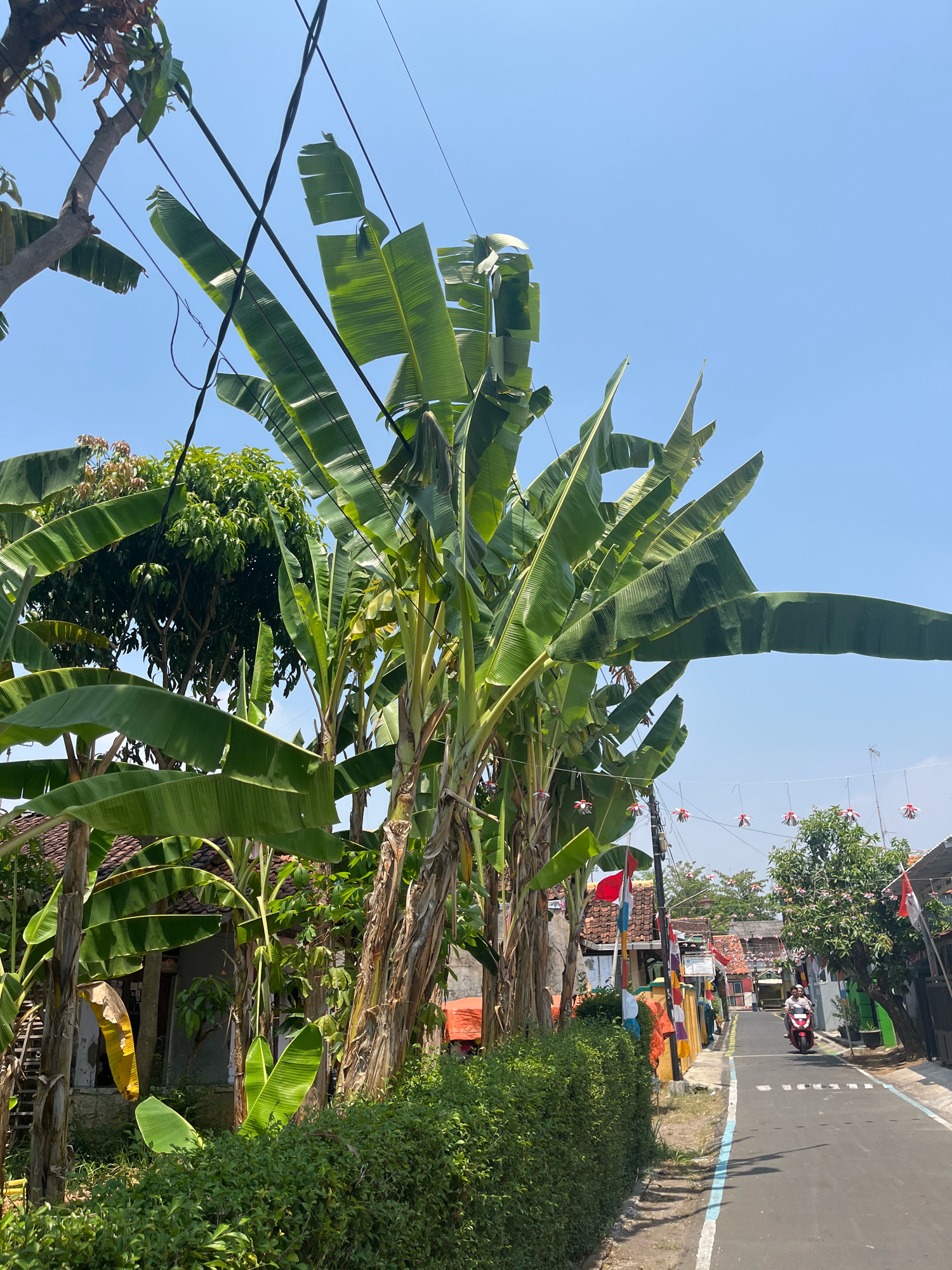 This is a medium shot, eye-level, vertical photograph taken on a sunny day in a residential area of Batang, Indonesia. The foreground is dominated by a dense green hedge to the left, and several tall banana trees with large, green leaves. Behind the hedge and banana trees, a portion of a house is visible. In the middle ground, a narrow asphalt road runs from the bottom right to the top center of the image, flanked by houses and trees decorated with Indonesian flags. A person is riding a red scooter up the road. The background is a clear blue sky. The image appears to have been taken on a national holiday, likely Indonesian Independence Day, given the prevalence of the national flag.