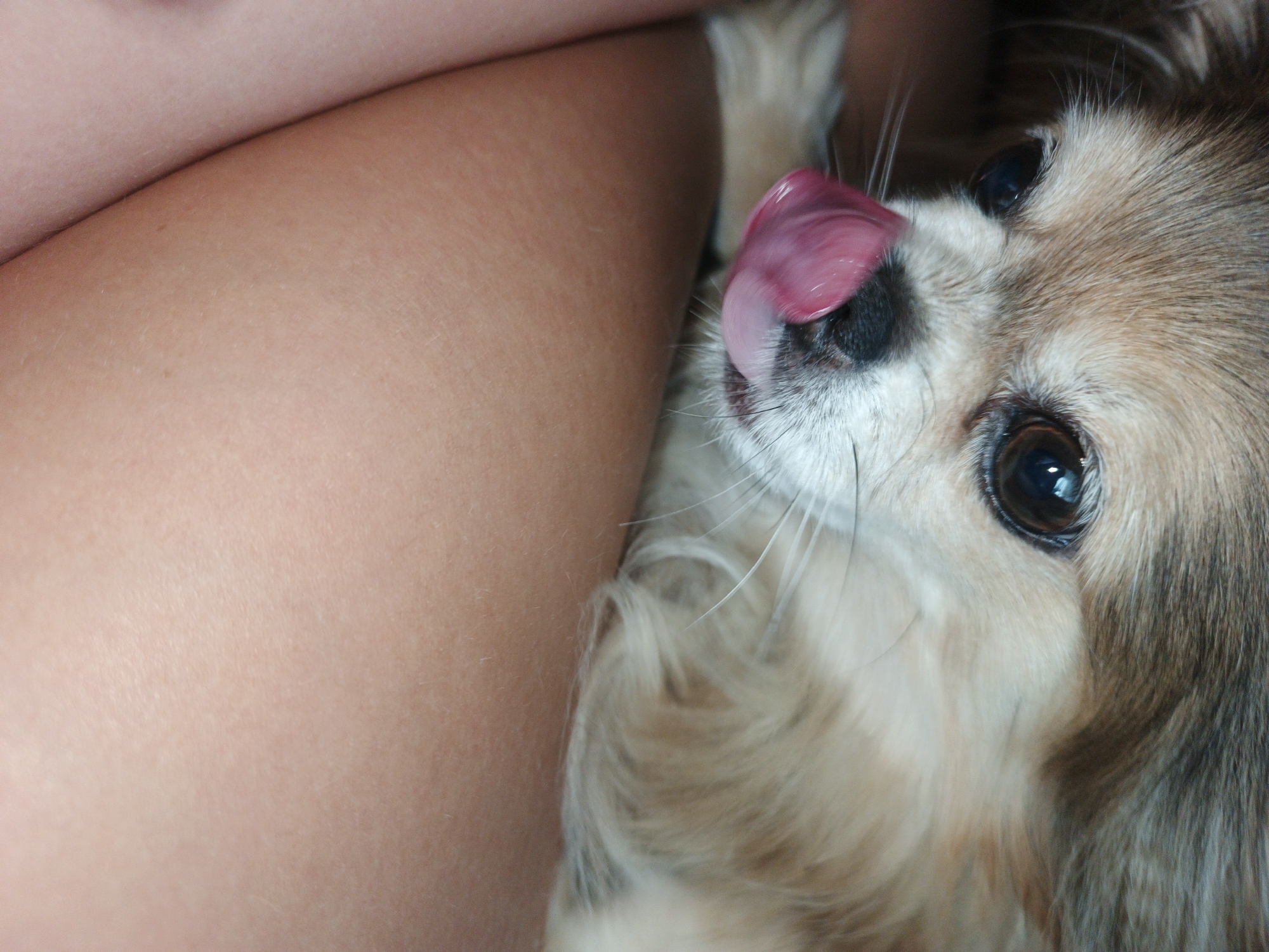 A close-up, overhead shot captures a small, tan and white dog with its tongue out, licking its nose. The dog's left eye is visible, reflecting light. The dog is positioned against a person's bare leg, which occupies the left half of the frame. The background is out of focus. The scene appears to be indoors. No specific location in Zlatoust, Russia, can be identified.