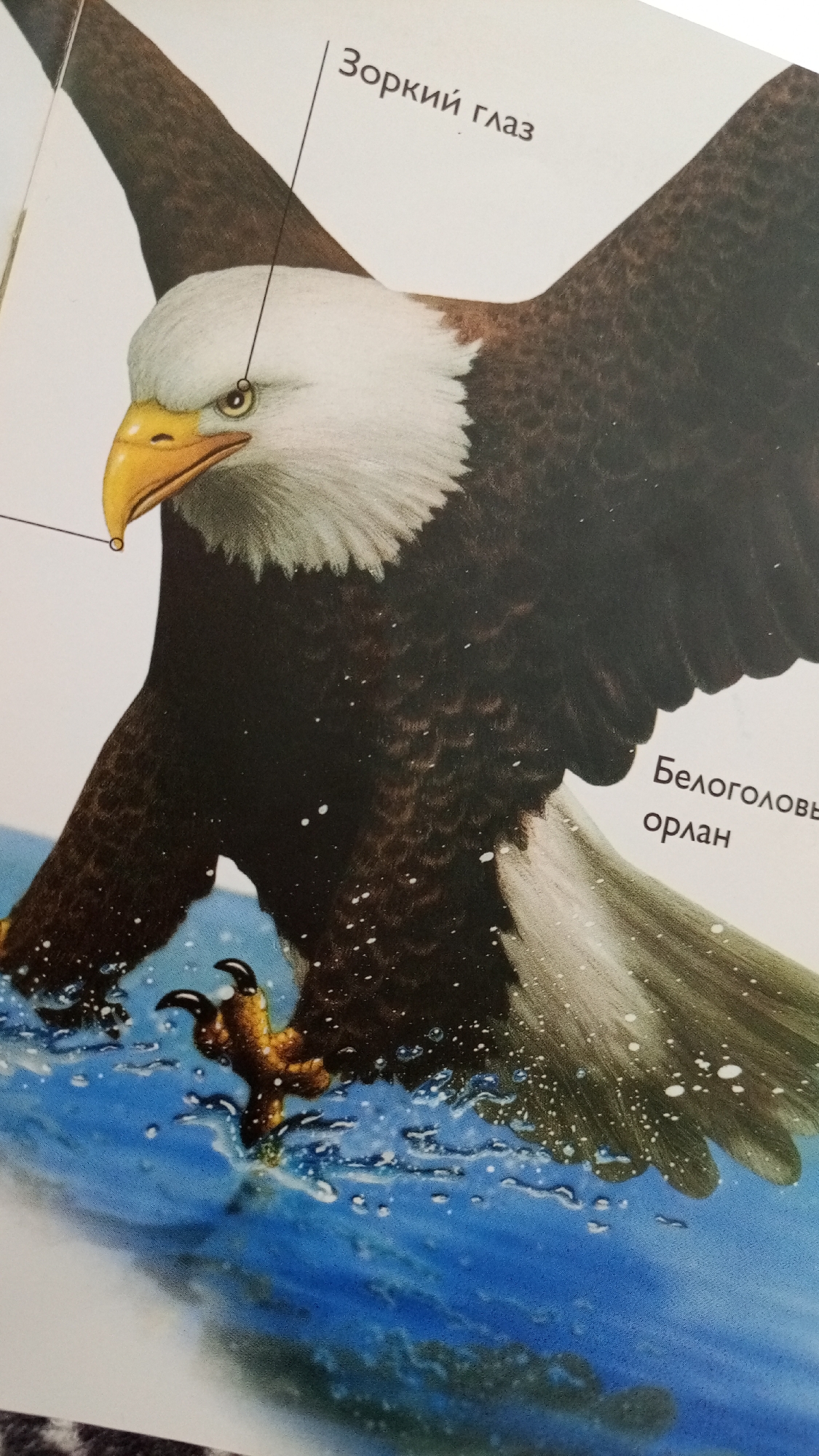 A close-up of a drawing of a bald eagle. The eagle has a white head and neck, brown body and wings, and a yellow beak and talons. The eagle is landing in blue water, creating splashes. Text in Russian labels the eagle's eye as "зоркий глаз" and refers to the eagle as "Белоголовый орлан". There is no indication of location.