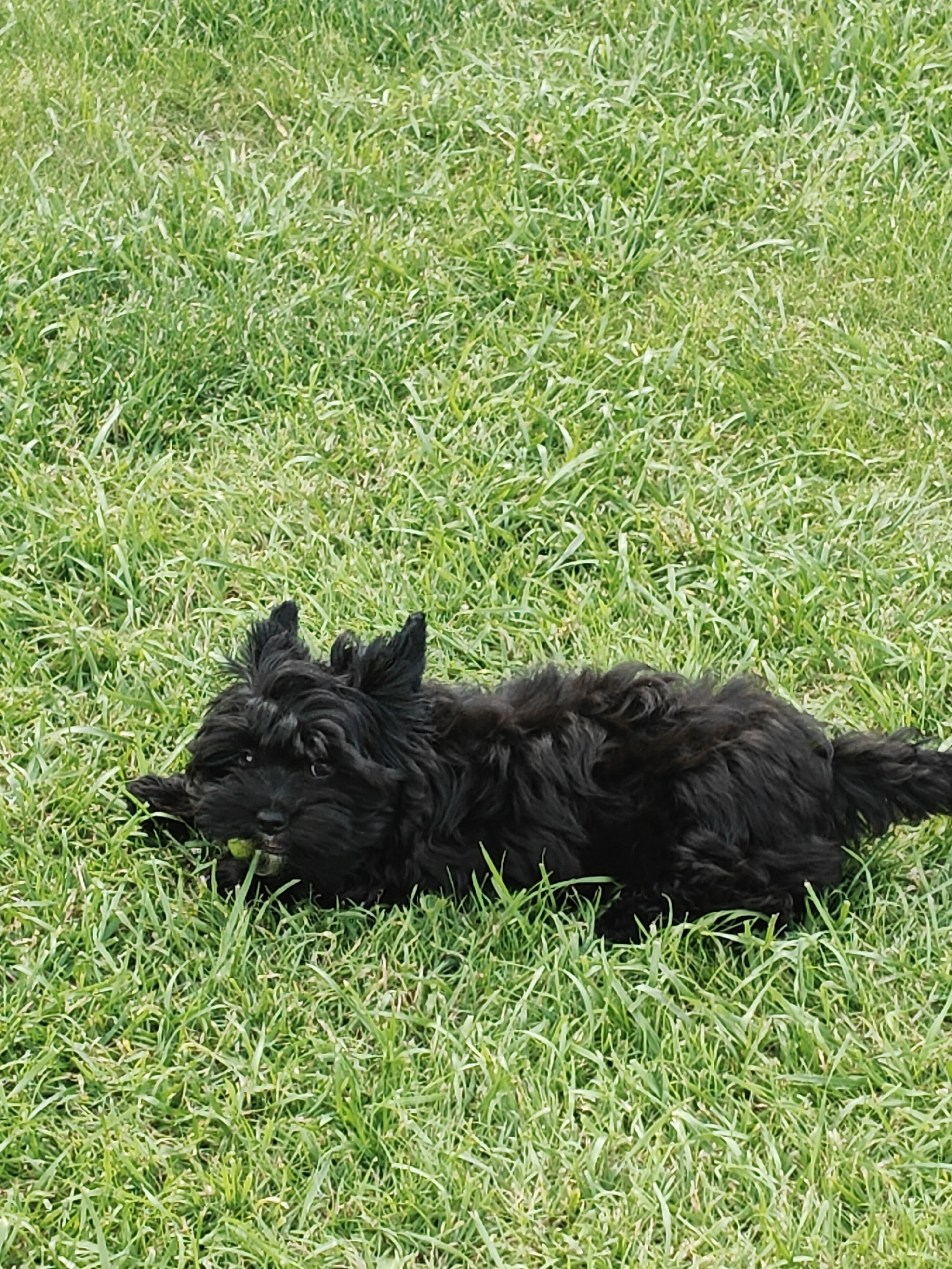 A black, fluffy puppy is lying on a patch of green grass. The puppy is facing the camera, with its head turned slightly to the left. It has large, expressive eyes and its ears are perked up. The puppy is holding a small, green object in its mouth. The grass is short and appears to be well-maintained. The background is blurred, but it seems to be a park or a backyard. The lighting suggests it is daytime, with sunlight illuminating the scene. The image was taken in the city of Podsteрki, Russia.