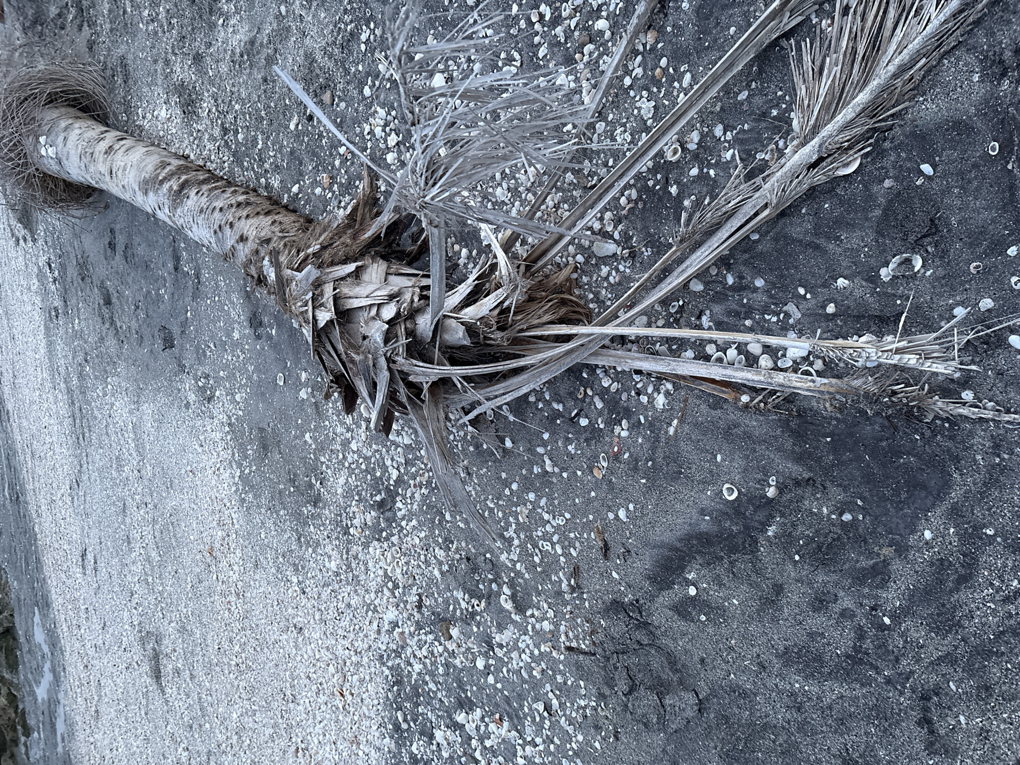 A fallen palm tree lies on a dark, sandy beach littered with small, white shells. The palm tree's trunk is textured and weathered, with its fibrous base splayed out amongst the sand. Dried fronds extend from the trunk, some still attached and others broken and scattered. The beach appears to be a natural shoreline with no visible man-made structures. The scene is devoid of human presence or activity, suggesting a natural state of decay and the forces of nature at play. The location is identified as Venice, United States of America.
