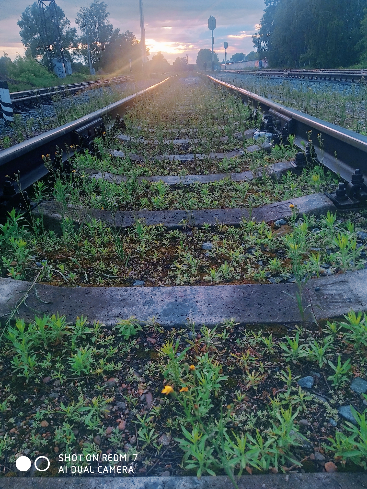 A photograph captures a set of railway tracks receding into the distance in Chaikovsky, Russia, at either sunrise or sunset. The scene is dominated by the tracks, which are extensively overgrown with various green weeds and small plants, including several small yellow flowers, growing between the concrete sleepers and ballast, indicating disuse.
The low-angle sun, positioned towards the vanishing point of the tracks, casts warm, golden light across the scene, creating prominent lens flare and sunbeams that streak through the sky and reflect brightly off the metal rails. The sky displays soft hues of blue, pink, and orange. In the background, trees line both sides of the railway. A railroad signal post is visible on the right side, partially obscured by the sun's glare, and another appears further down the tracks on the left. In a cropped section of the image, two small, blurry human figures can be discerned walking alongside the tracks in the far distance.
The overall impression is one of nature slowly reclaiming abandoned or infrequently used industrial infrastructure, highlighted by the beautiful, tranquil light of early morning or late evening. A white watermark in the bottom left corner reads "SHOT ON REDMI 7 AI DUAL CAMERA."