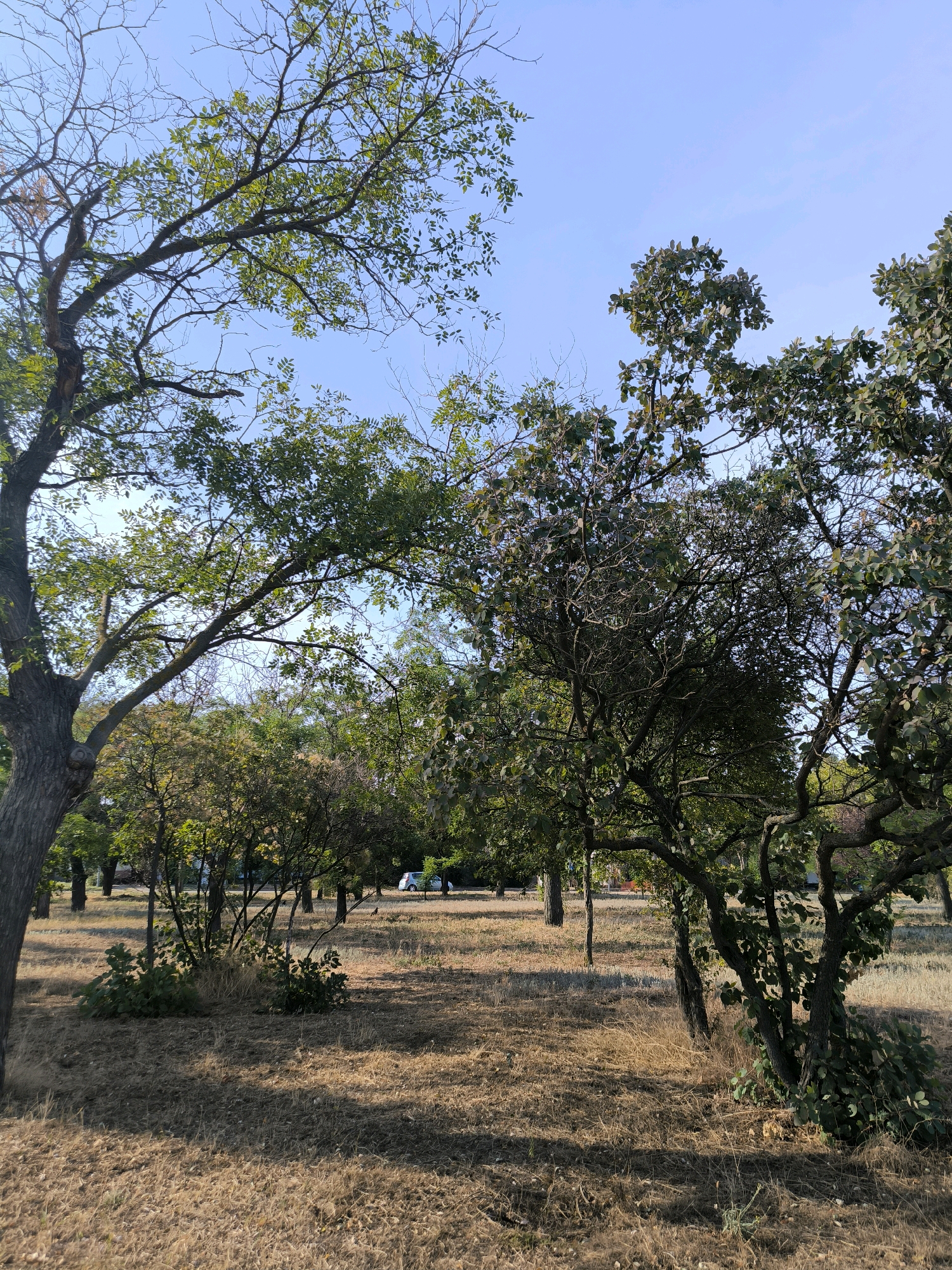 The image depicts a park or open grassy area with several trees of varying sizes. The ground is covered in dry, brown grass, suggesting a warm season. In the background, there are more trees, and what appears to be a light-colored car is parked on a dirt path. The sky is clear and blue. The overall scene is tranquil and natural. This image does not contain any identifiable landmarks or features that would specifically place it in the city of Mykolaiv, Ukraine.