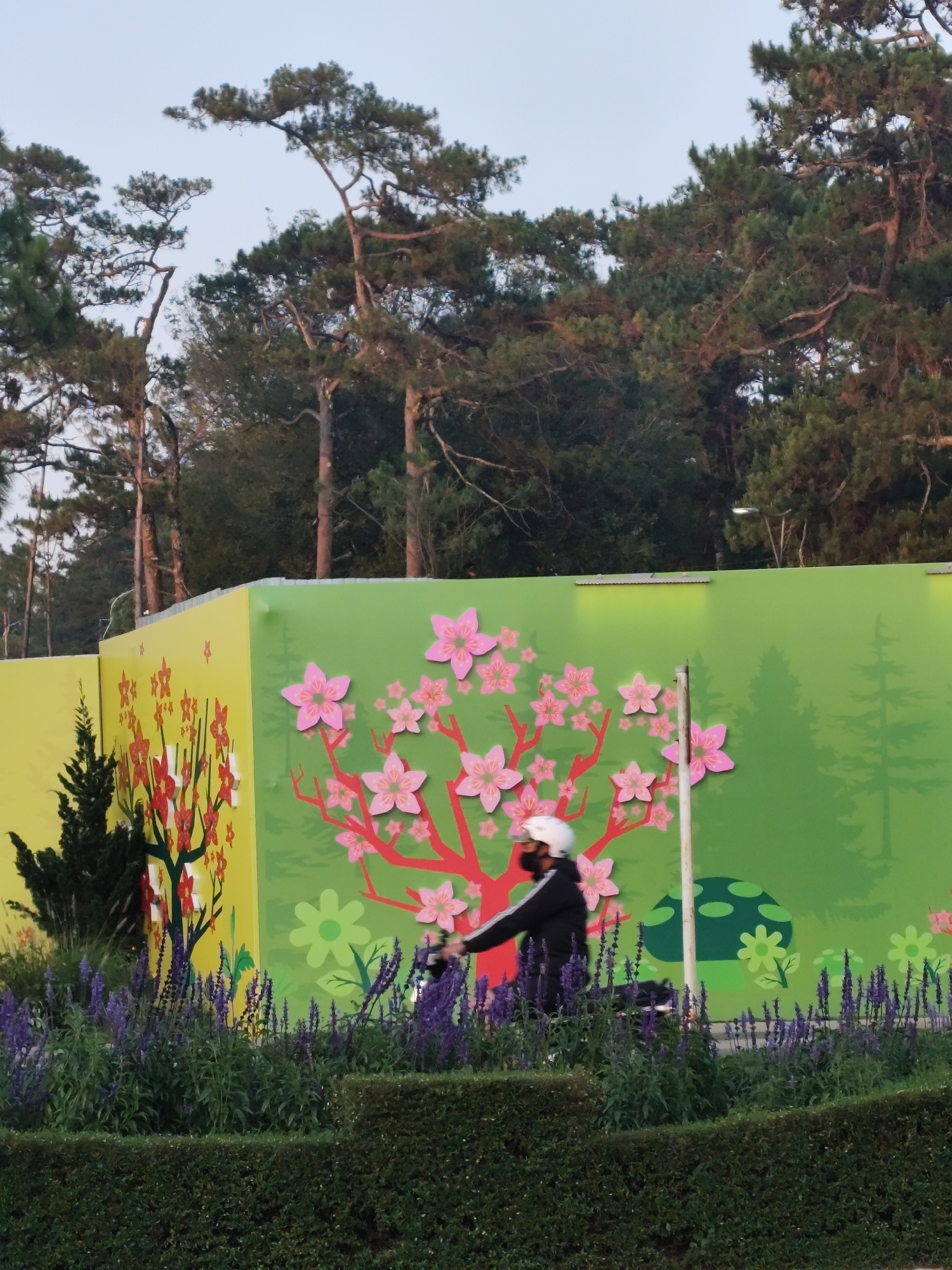 A person wearing a white helmet and black jacket is riding a motorbike past a decorative barrier in what appears to be a public park or garden. The barrier is brightly painted in green and yellow, featuring illustrations of trees, flowers, and a turtle. In the foreground, there are rows of purple flowering plants and a neatly trimmed hedge. The background features tall pine trees, suggesting the image was taken in a cooler, higher-altitude region. The scene is likely located in the city of Da Lat, Vietnam, known for its cool climate and pine forests. The lighting suggests it's either early morning or late afternoon.