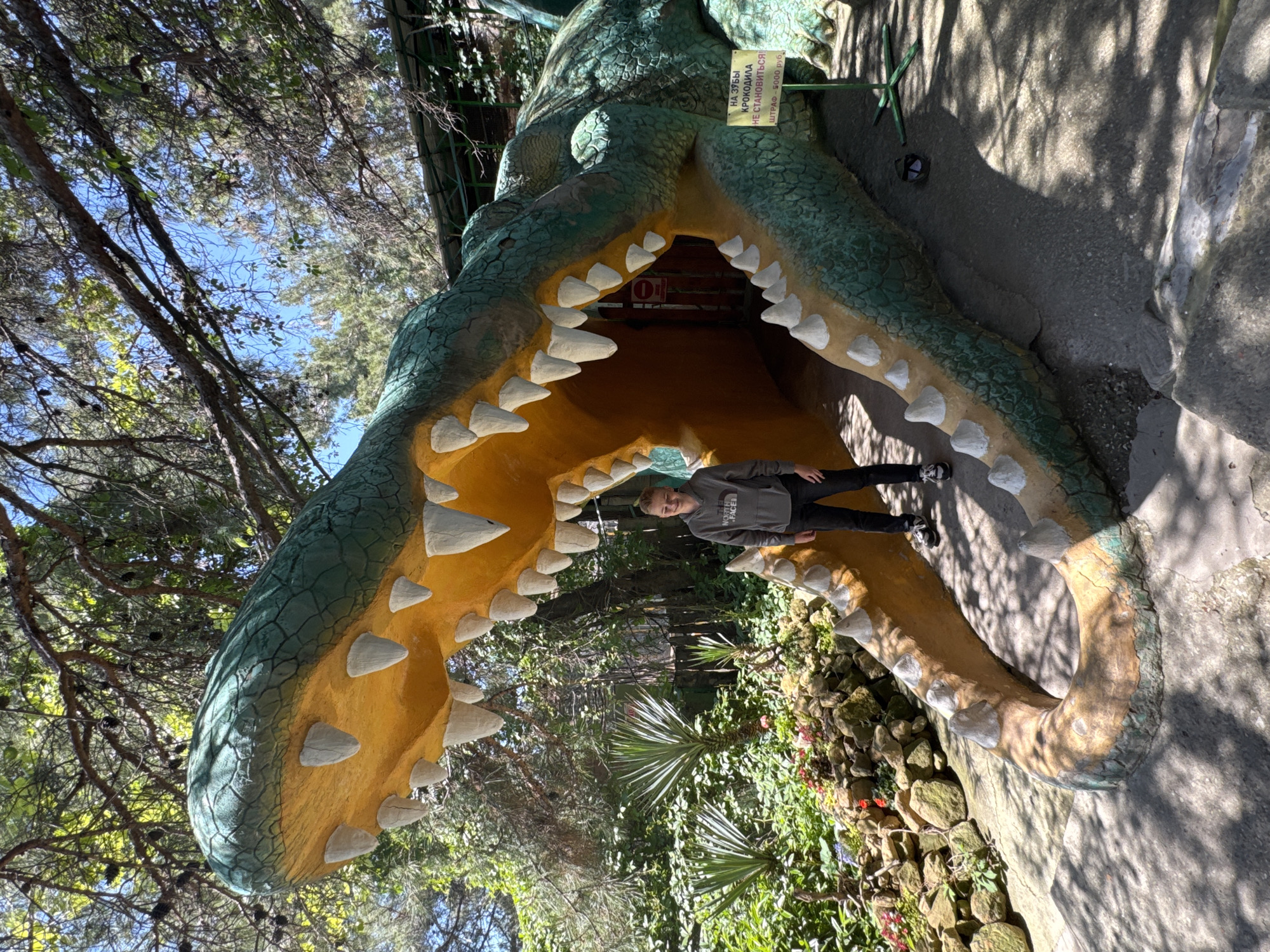 A striking outdoor photograph captures a large, vibrant sculpture of a crocodile or dinosaur head with its mouth agape, forming an archway. The sculpture is predominantly green with a textured, scaly appearance, while the interior of its mouth and lower jaw are painted bright yellow. Numerous white, pointed teeth line both the upper and lower jaws, adding to its formidable appearance.
Standing inside the mouth of the sculpture, near the back, is a young male. He is wearing a grey hoodie with a "NORTH FACE" logo and dark trousers, along with dark sneakers. He is smiling faintly and looking towards the camera, seemingly posing for a picture.
The setting is lush and green, indicating a natural or landscaped environment, possibly a park, zoo, or themed attraction. Tall trees with visible branches and foliage, some with pine cones, frame the scene and provide a canopy, with patches of bright blue sky visible through the leaves. The ground around the sculpture is a paved or concrete surface, dappled with shadows from the surrounding trees, suggesting a sunny day. There is also some rocky landscaping and smaller green plants visible, particularly around the base of the sculpture.
A yellow sign written in Cyrillic script is affixed to the upper jaw of the crocodile sculpture. The text reads: "НА ЗУБЫ КРОКОДИЛА НЕ СТАНОВИТЬСЯ!" (Do not stand on the crocodile's teeth!) and below that: "ШТРАФ – 5000 РУБ." (Fine – 5000 RUB.). Further inside the mouth, a red circular sign with a white horizontal bar, typically signifying "No Entry" or "Stop," is visible. The bright sunlight and distinct shadows suggest it is daytime.