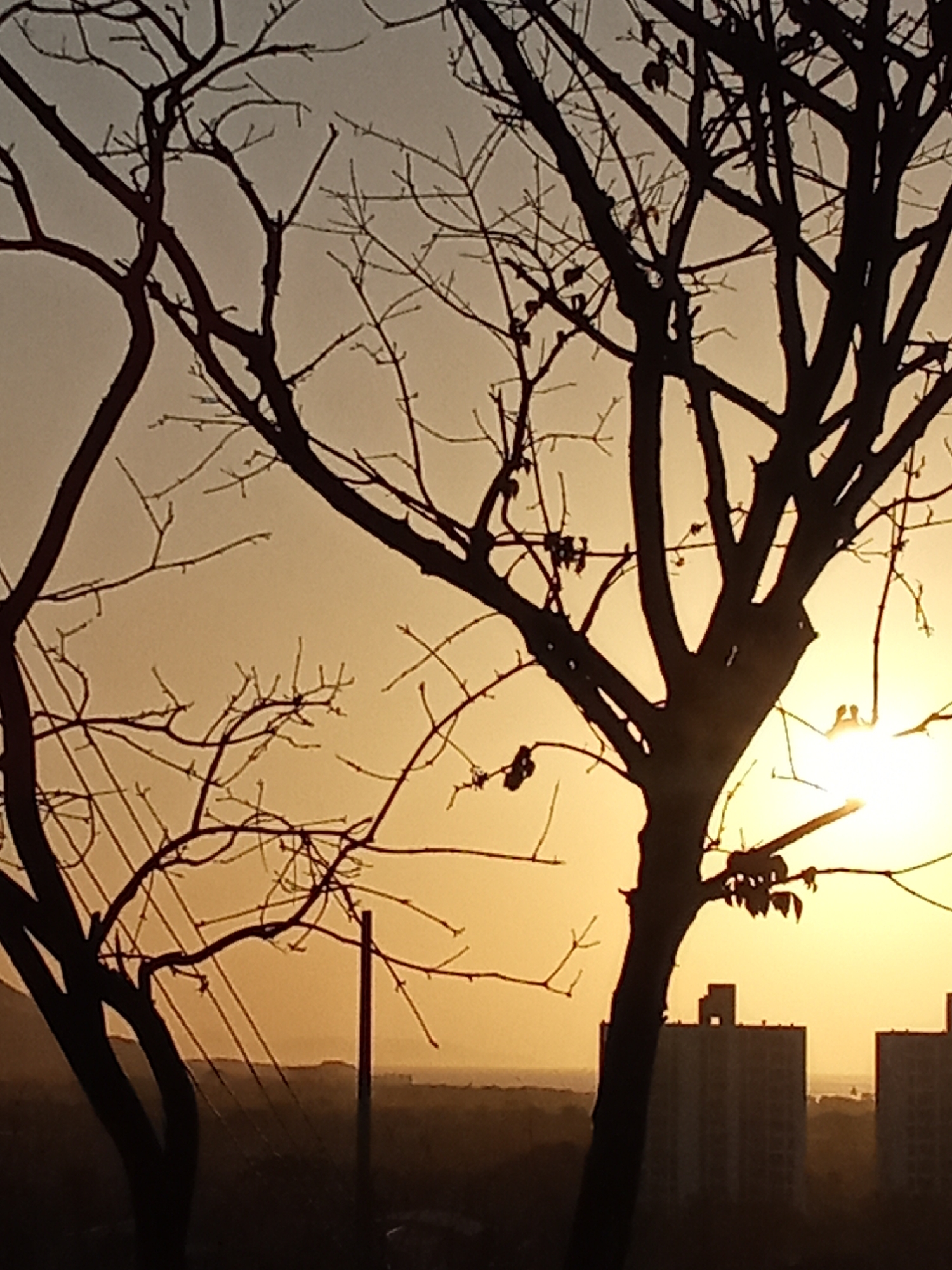 The image shows a silhouette of bare trees against a yellow-orange sky. In the background are buildings and a distant view of what appears to be a coastal landscape. The presence of buildings suggests an urban setting, possibly in Juan Griego, Venezuela, considering the prompt. The lighting suggests a sunrise or sunset. There are no people visible in the scene.