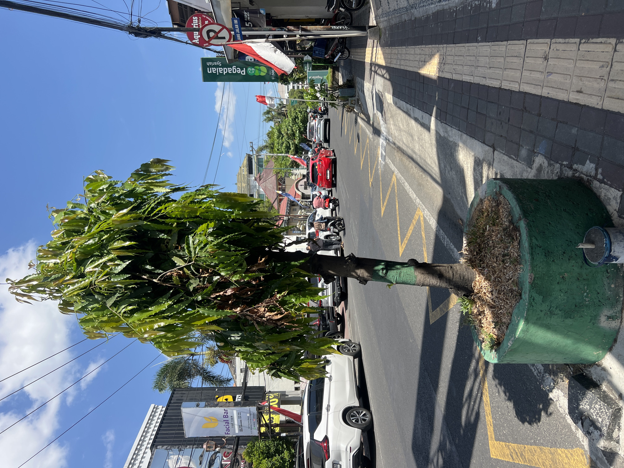 This image depicts a street scene in Yogyakarta, Indonesia, on a sunny day. A large tree in a green planter is positioned on the sidewalk, close to the road. The street is paved with asphalt and marked with yellow lines, indicating a roadway. Several vehicles are visible on the road, including a white SUV on the left and a red car further down. A few motorcycles are also present, with riders on them.
On the right side of the street, a sidewalk is lined with what appear to be tactile paving stones, suggesting it is a pedestrian walkway. Buildings line the sidewalk, with various signs visible. One sign, a vertical green banner, reads "Pegadaian Syariah," indicating a financial institution. Another sign features the text "Aquarius" and a "no parking" symbol. Indonesian flags are also displayed, one red and white flag is visible on a pole. The sky is clear blue with a few white clouds. The overall impression is of a typical urban street in Indonesia, bustling with traffic and commercial activity.