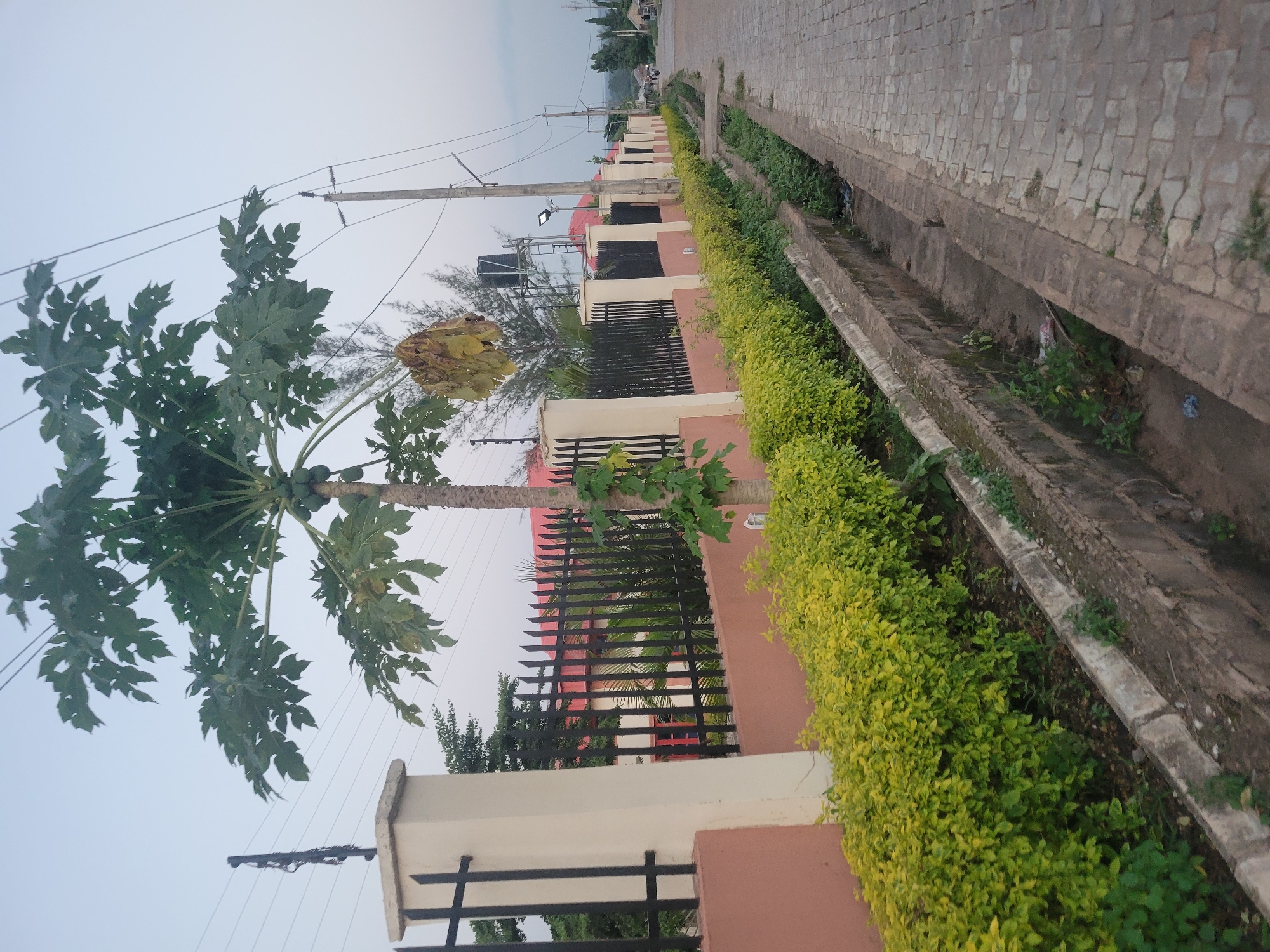 The image shows a residential street in Unknown, Unknown, with a paved walkway and a drainage ditch running alongside a fenced property. A papaya tree with green fruit is in the foreground, with its leaves partially obscuring the sky. The property is enclosed by a light-colored wall with black metal bars and topped with a darker fence. Behind the fence, red-roofed buildings and trees are visible. Electrical poles and wires traverse the sky. The street appears to be lined with manicured hedges and some wild vegetation in the drainage ditch. The overall lighting suggests it is either early morning or late evening.