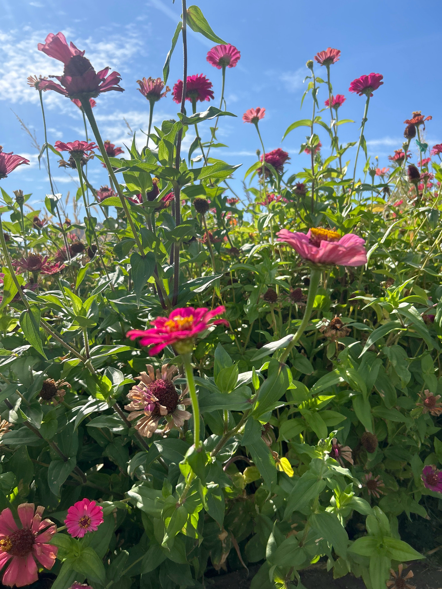 A low-angle shot captures a dense cluster of zinnias under a bright blue sky with wispy clouds. The flowers, in varying shades of pink and magenta, bloom with vibrant petals and yellow centers. Some flowers are fully open, while others are in bud or past their prime, with dried, reddish-brown heads. The lush green foliage creates a thick backdrop for the blossoms. The scene appears to be an outdoor garden or flower field, potentially in the vicinity of Қандыағаш қаласы әкімдігі, Kazakhstan, given the context. There are no people visible in the image.