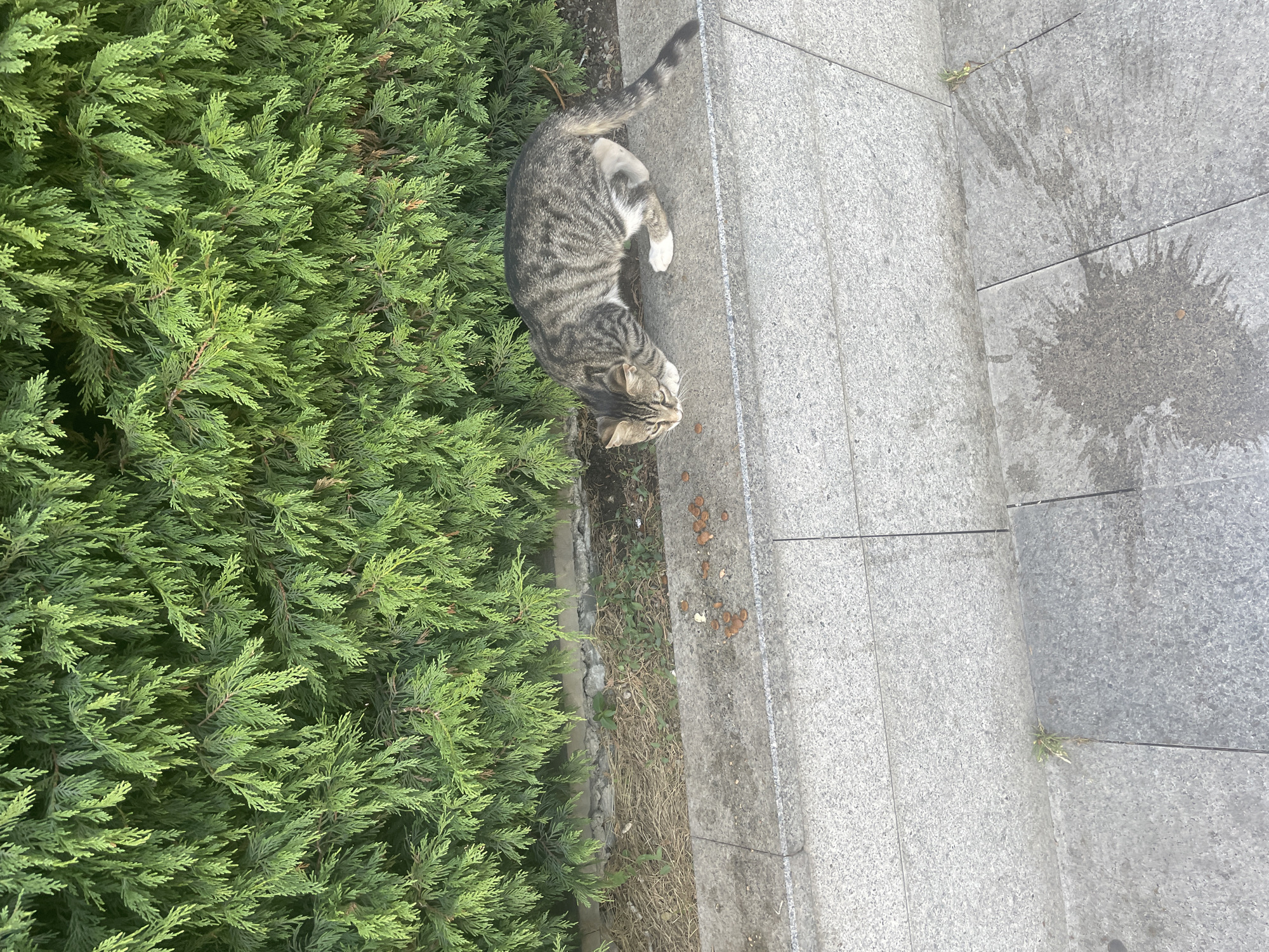 A tabby cat with grey and black stripes and white paws is crouched on a grey concrete ledge, sniffing at scattered brown kibble. The cat is positioned in front of a dense green hedge that forms a backdrop to the scene. The ledge is bordered by a darker grey concrete area and further down by light grey, textured paving slabs. A dark, irregular wet patch is visible on the paving slabs to the right of the cat. The overall setting appears to be an outdoor urban environment in Ataşehir, Turkey.