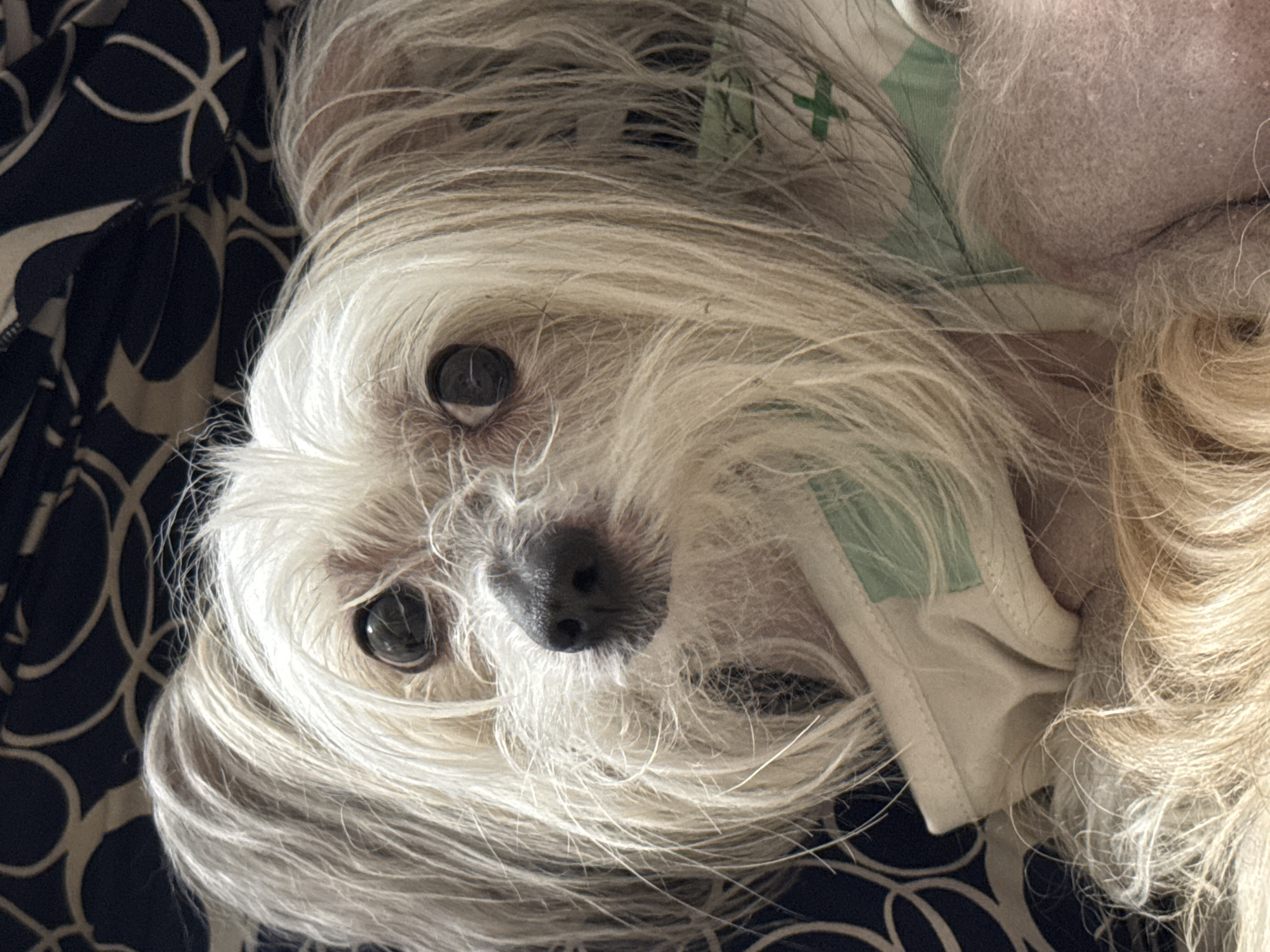 A close-up, eye-level shot shows a white, fluffy dog with a tan muzzle, dark eyes, and dark nose. The dog is wearing a tan and light green garment with a cross pattern. The background is a dark fabric with a swirling pattern. The scene is likely indoors, as indicated by the artificial lighting and soft furnishings. There are no people visible in the image. The dog is the sole subject, and its gaze is directed slightly to the right of the camera. The overall impression is one of intimacy and focus on the animal's features. The image does not provide any information about the location being Sinyavino, Russia.