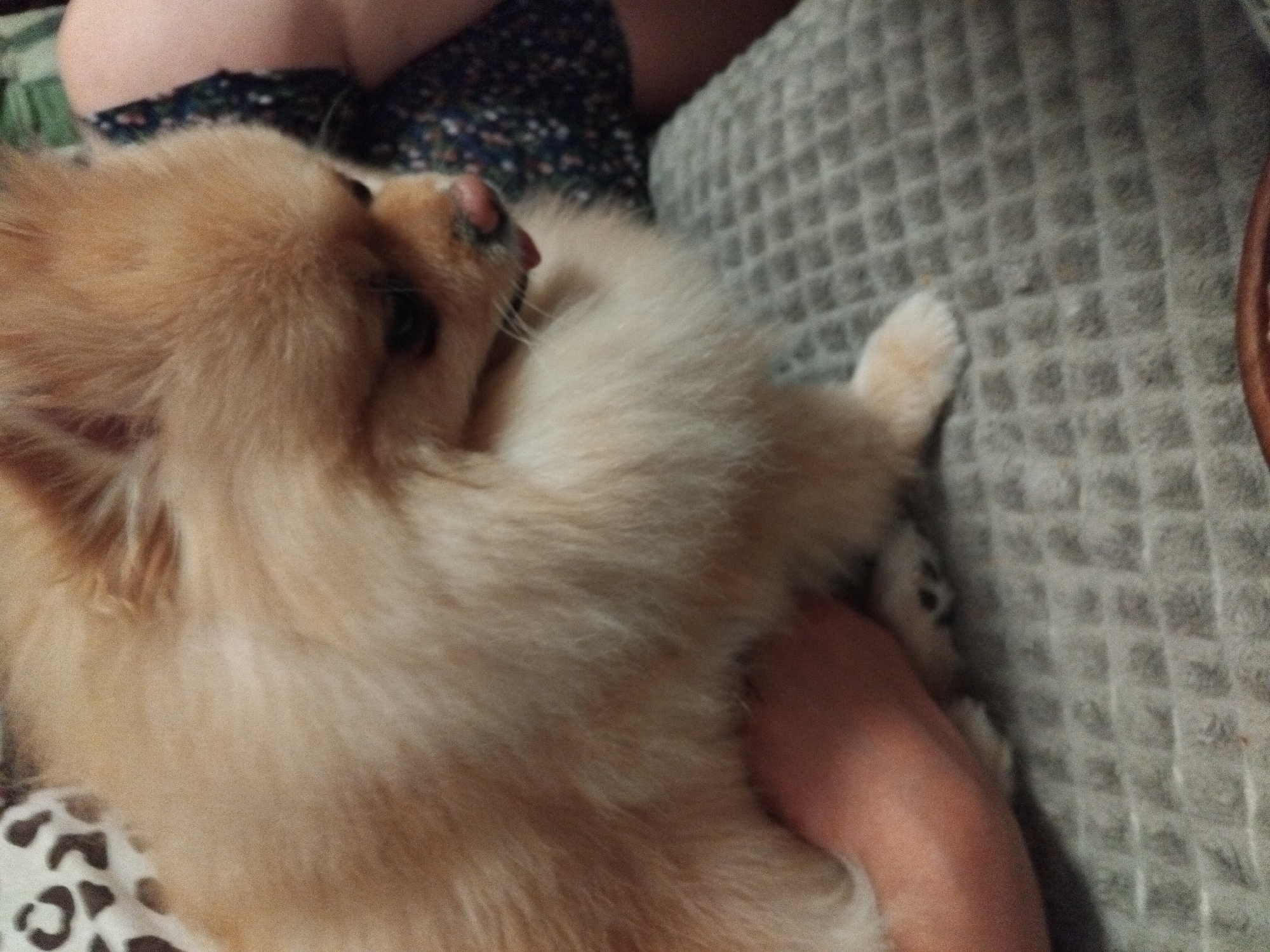A Pomeranian dog is being held by a person's arm, with its body partially obscured by its own fur. The dog has light brown fur and is looking downwards, with its tongue slightly visible. It is resting on a grey, textured surface. In the background, a person's leg is visible, wearing a dark floral patterned dress. To the left of the dog, a portion of a white surface with black spots, possibly a blanket or pillow, can be seen. The scene appears to be indoors, within a residential setting in Apriltsi, Bulgaria.