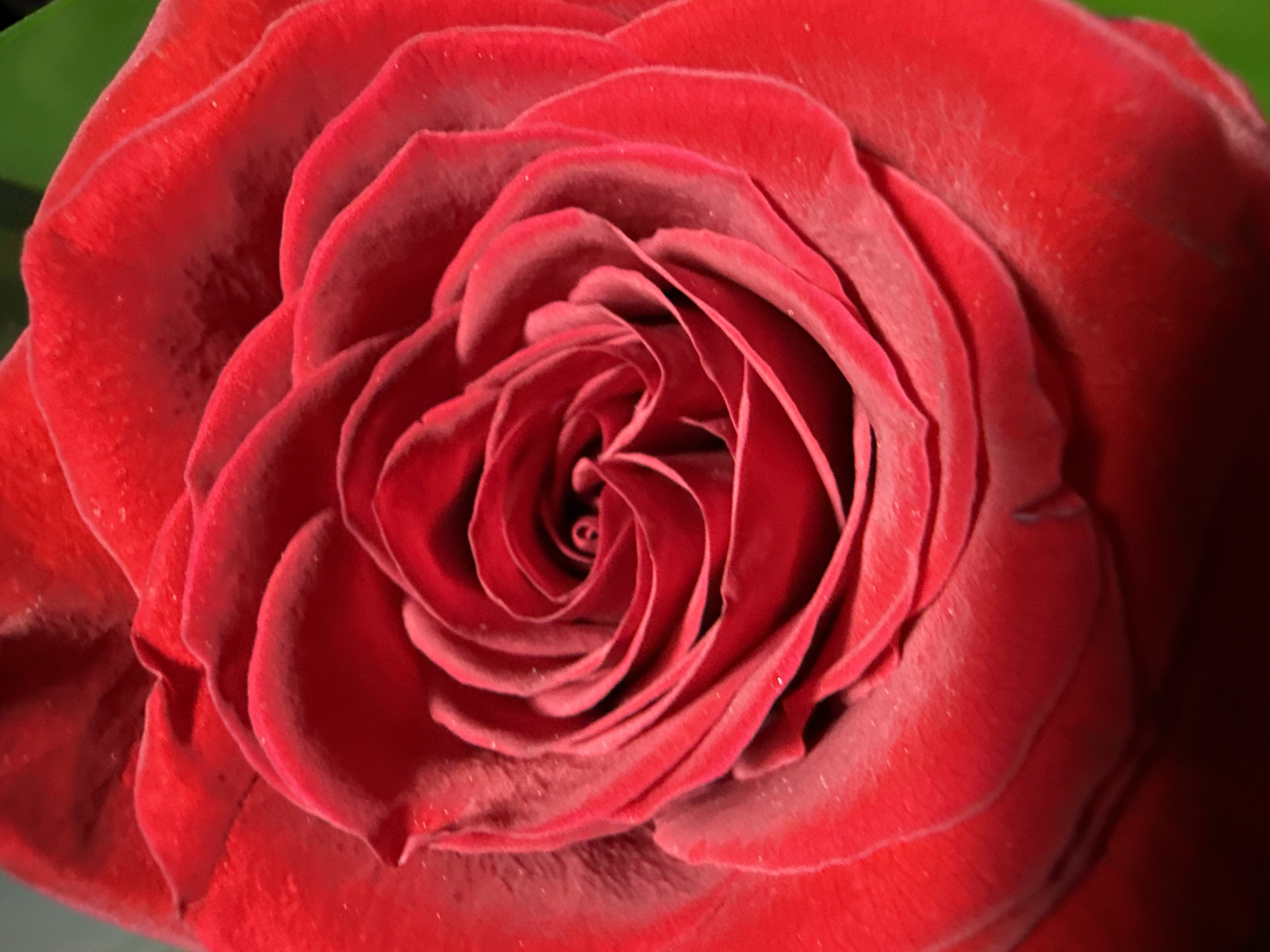 The image presents a high-resolution, close-up photograph of a single vibrant red rose, dominating the entire frame. The focus is sharp on the intricate layers of petals, which unfurl from a tightly coiled center, forming a captivating spiral pattern.
The petals display a rich, deep red color, with subtle variations in shade and intensity due to natural lighting and shadows. Brighter highlights delineate the curved edges of the petals, while deeper shadows in the recesses emphasize the rose's three-dimensional structure and depth. The texture of the petals appears soft and velvety, with fine, almost fuzzy details and minute, light-colored specks visible across their surfaces.
A small, out-of-focus portion of a green leaf is visible in the upper left corner, providing a subtle color contrast to the overwhelming red. The background otherwise fades into soft, dark red and black tones, ensuring the rose remains the singular subject.
There are no people, visible text, or discernible activities taking place. The image is a still life, showcasing the natural beauty and complex form of the flower. The lighting appears soft and even, highlighting the intricate details without harsh contrasts, and contributing to a sense of serenity and natural elegance. The composition focuses intimately on the rose's core, celebrating its iconic form and vivid hue.