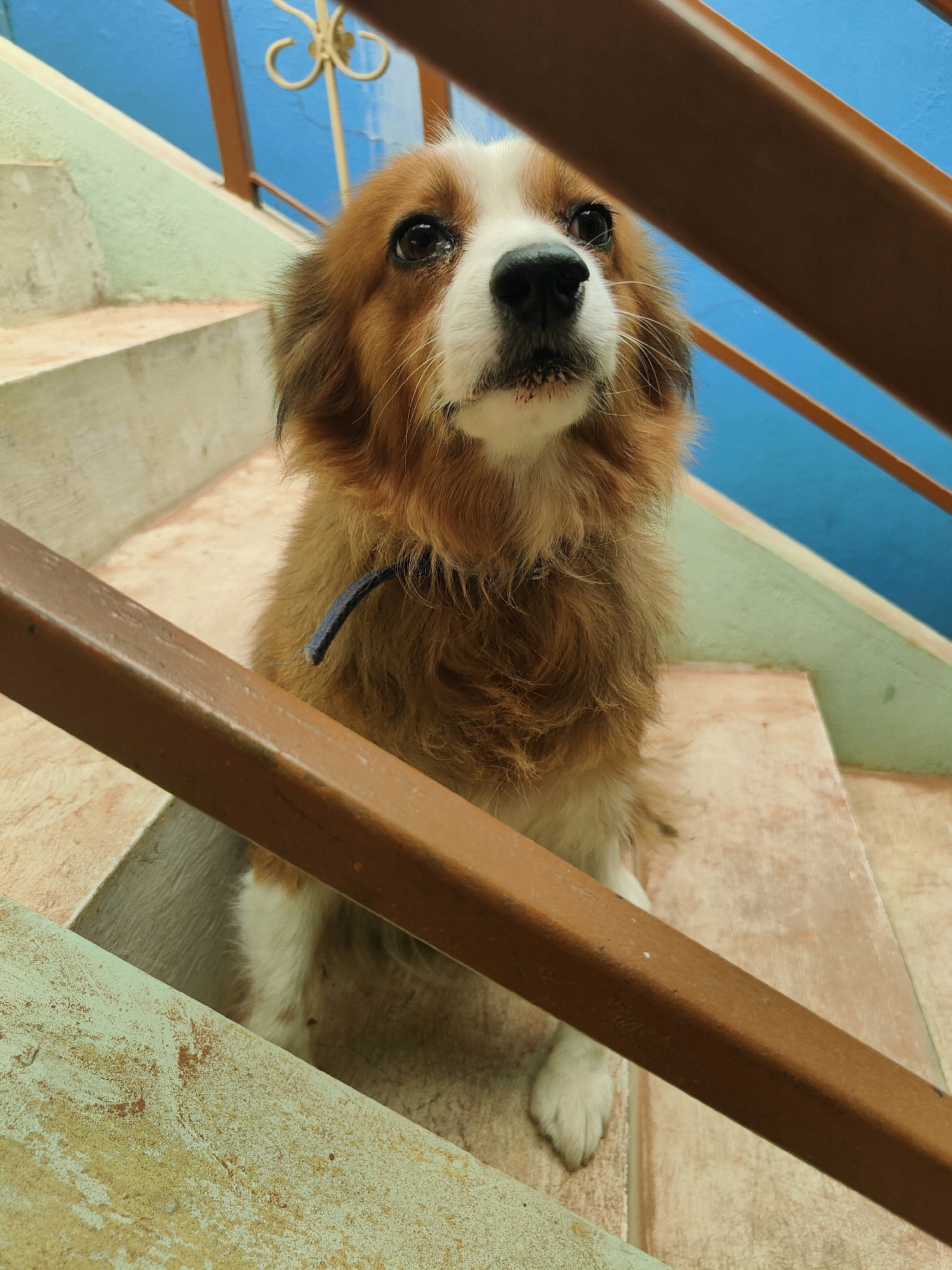 A medium-sized dog with tan and white fur sits on concrete steps, looking upwards. The dog has dark eyes, a black nose, and is wearing a dark blue collar. The steps are painted in sections, with the risers a light green and the treads a light tan. Brown metal railings are visible in the foreground and background, angled diagonally across the frame. Behind the railings and to the left, a bright blue wall is visible. The setting appears to be an outdoor staircase, possibly in Karapalli, India.