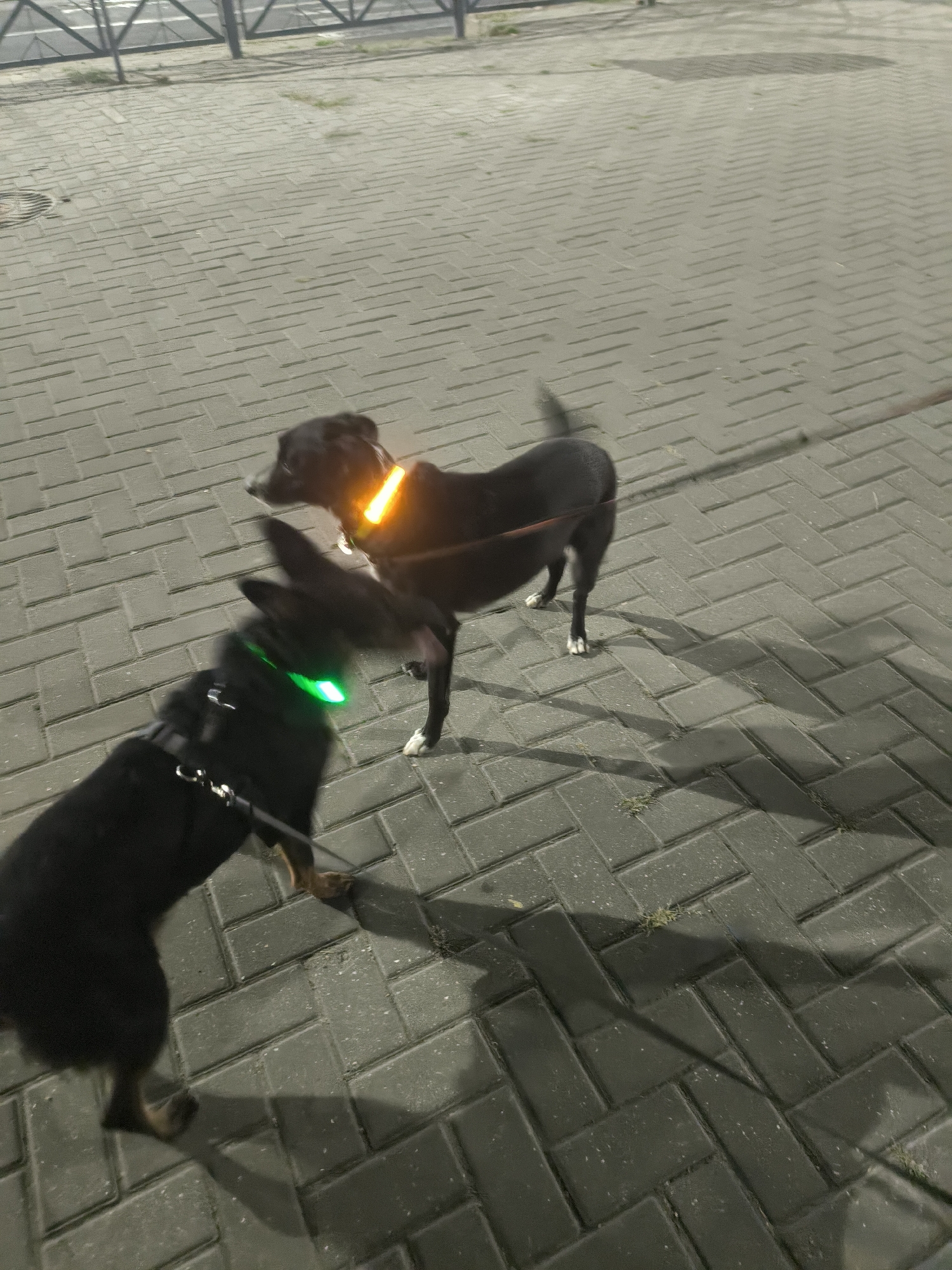 Two dogs, one wearing a glowing orange collar and the other a glowing green collar, are interacting on a brick-paved sidewalk. The larger dog, with the orange collar, is standing on all fours, while the smaller dog, with the green collar, is partially obscured and appears to be closer to the camera. The setting appears to be nighttime or dusk, as indicated by the illuminated collars and the shadows cast on the ground. In the background, a metal fence and a glimpse of what might be a road are visible. The image was taken in Mykolaiv, Ukraine.