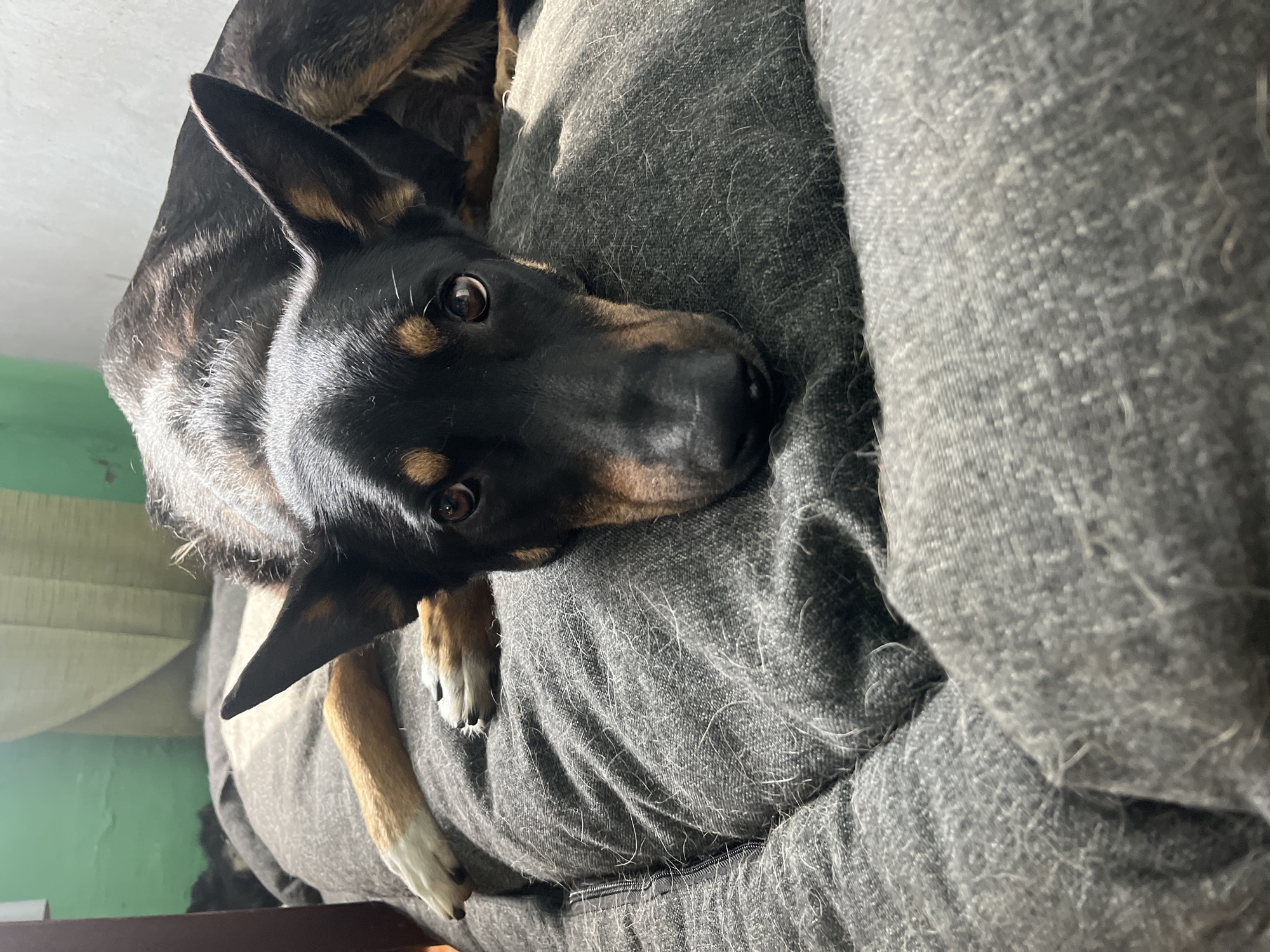 A black and tan dog with pointed ears lies on a grey, textured dog bed. The dog's head is resting on the bed, and its eyes are looking directly at the camera. The dog has tan markings above its eyes and on its muzzle. The dog bed is slightly rumpled and appears to be made of a soft fabric. In the background, a green wall is visible, and a portion of a wooden piece of furniture is on the left side of the image. The lighting suggests an indoor setting, possibly a home. There is no identifiable information within the image that would place it in Nizhny Tagil, Russia.