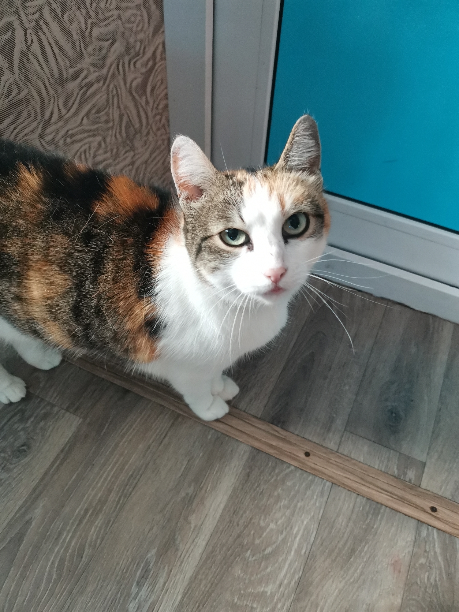 A calico cat stands on a wooden floor, looking directly at the camera. The cat has white fur on its chest, belly, and paws, with patches of black, orange, and brown on its back and head. Its eyes are green, and its ears are pointed upwards. The background consists of a textured wallpaper on the left and a bright blue surface, possibly a window or door, on the right. A narrow wooden strip runs diagonally across the floor in front of the cat. The lighting suggests it could be daytime, but no specific time can be determined. The cat's expression is neutral, its head tilted slightly. There is no visible text in the image.