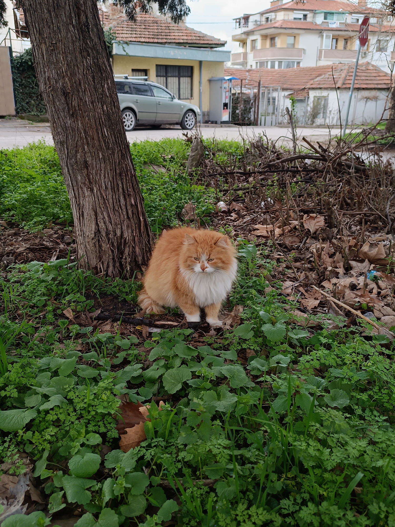An outdoor scene in Pleven, Bulgaria, depicts a long-haired ginger and white cat sitting on green ground cover. The cat, predominantly orange-tan with a white chest, belly, and paws, faces slightly right of the camera, positioned at the base of a substantial brown tree trunk on the left side of the frame. The ground around the cat and tree is covered in various green plants, interspersed with scattered dry brown leaves and dark soil.
Behind the tree and foliage, a paved street is visible. A light green station wagon with roof rails is parked on the street, positioned centrally in the background. To the left of the parked car, a single-story building with a light yellow facade, barred windows, and a reddish-brown tiled roof is present. Further to the right, behind a patch of dry branches and sparse ground cover, additional buildings are visible. These include a multi-story residential structure with light-colored walls, balconies, and reddish-brown tiled roofs, along with a partially visible utility box or vending machine and a red octagonal STOP sign on a pole. The sky appears overcast.
