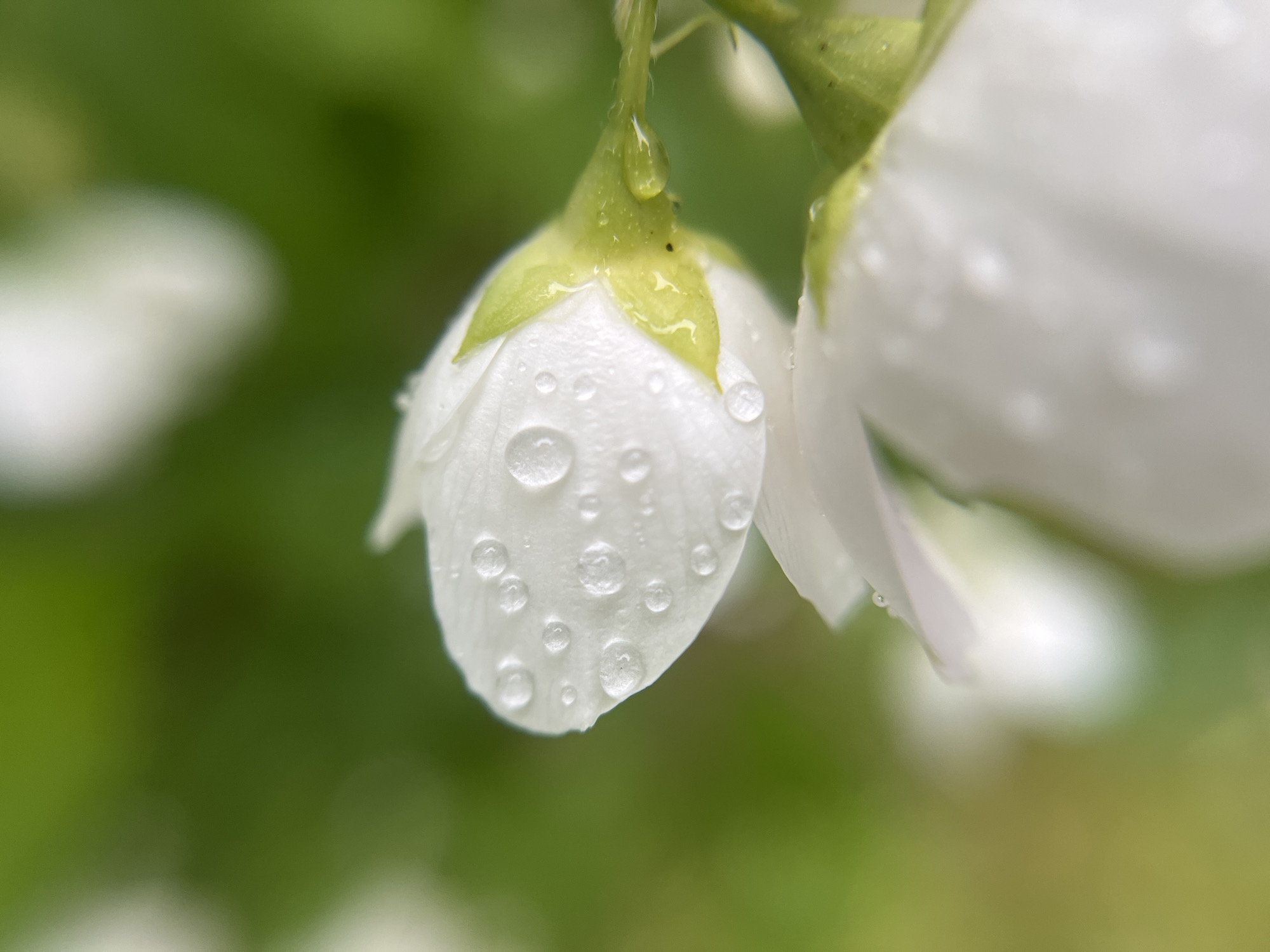 This media file is a close-up photograph of white jasmine flowers with water droplets on their petals. The focus is on a single flower bud in the foreground, showcasing its delicate white petals dotted with numerous clear water droplets. The background is a soft blur of green foliage, suggesting an outdoor setting, possibly a garden or park in Zhigalki, Russia. The lighting appears soft and diffused, indicative of an overcast day or early morning, with no harsh shadows. The presence of dew or rain on the flowers suggests recent precipitation. The overall mood is serene and natural, emphasizing the beauty of the flowers after a rain shower. There is no visible text in the image.