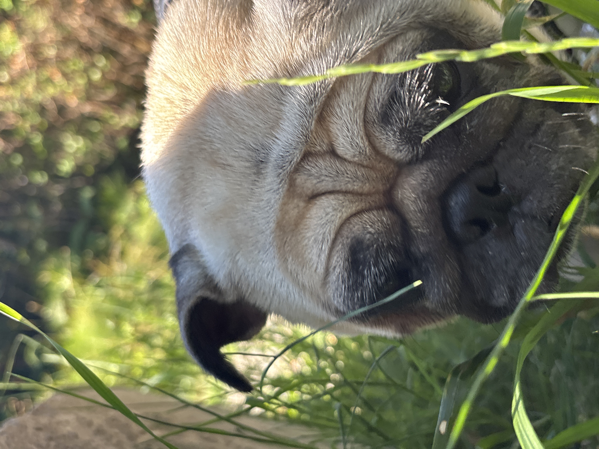 A close-up, slightly overhead shot shows the head of a pug dog partially obscured by blades of green grass. The dog's face is turned to the right, with its left eye visible. Sunlight illuminates the dog's fawn-colored fur, creating a warm glow on its head. The background is a blur of green foliage and dappled sunlight. The scene appears to be outdoors, possibly in a park or backyard.