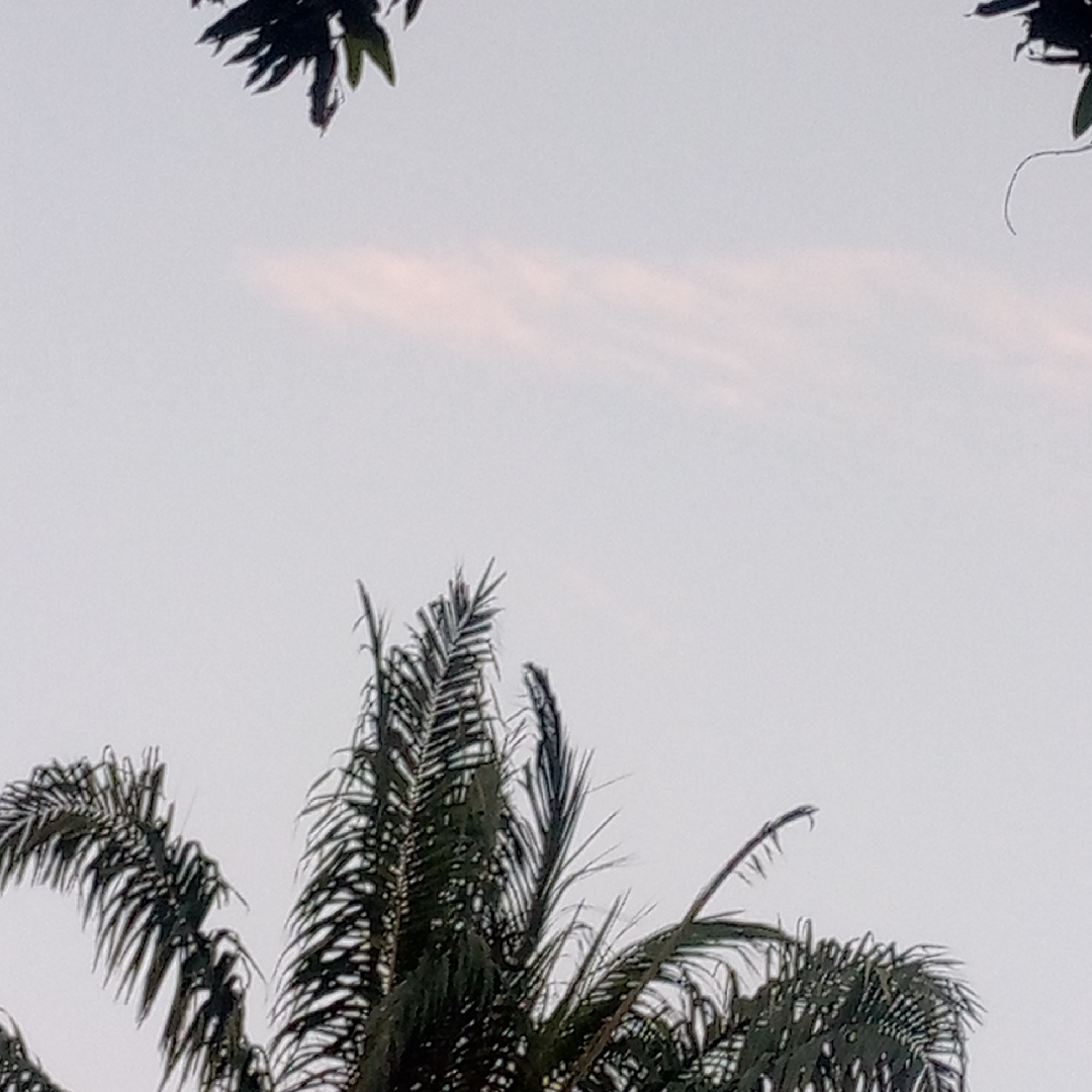 The image presents a tranquil outdoor scene dominated by tree foliage against a soft, pale sky. In the lower portion of the frame, the dark green fronds of several palm trees are prominently featured, their long, segmented leaves creating intricate patterns. These fronds appear vibrant, though some individual leaflets show signs of wear or drying. Above the palm trees, in the top left and upper right corners, the darker, denser leaves of other types of trees are partially visible, hanging down into the frame as shadowy forms.
The background consists of a sky that is predominantly a very light, uniform gray, suggesting either an overcast day or a period of twilight. A subtle band of very faint pinkish-orange hues stretches horizontally across the mid-section of the sky, indicating either the gentle light of dawn or the fading light of dusk. The overall lighting is diffused and soft, with no harsh shadows. No human subjects or specific activities are depicted; the scene is static and focused on the natural elements. The presence of palm trees strongly suggests a warm, possibly tropical or subtropical environment, aligning with the provided location context of Mararaba, Nigeria. There is no visible text within the image.