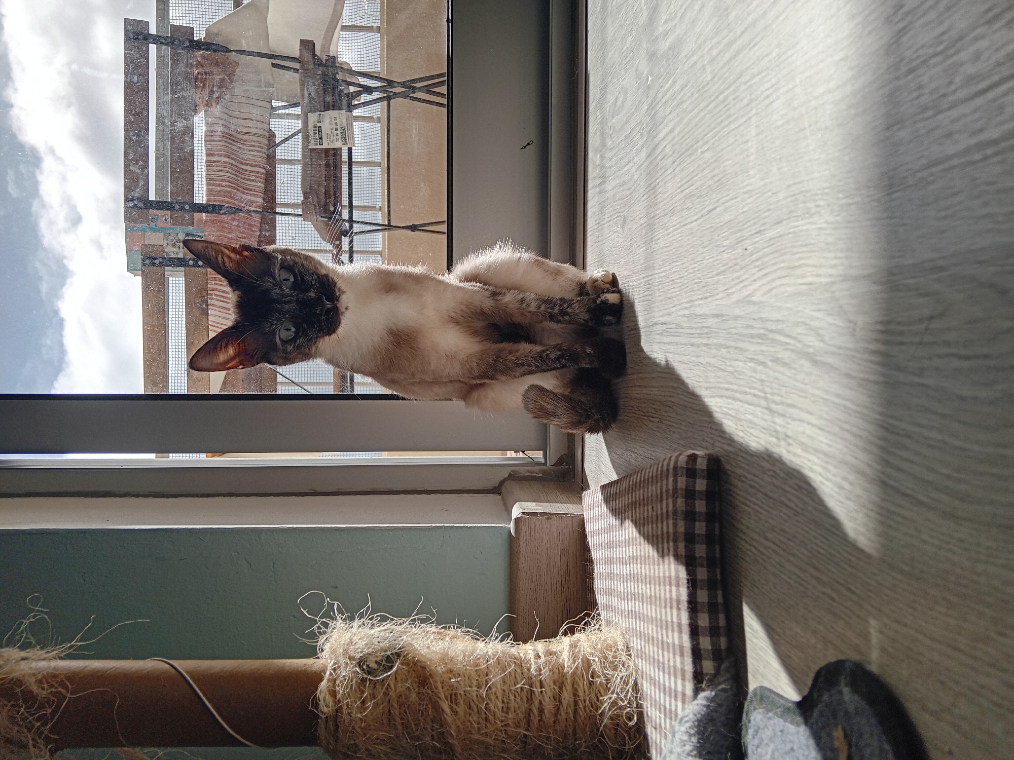 A Siamese cat sits near a window on a light-colored wooden floor. Outside, a building under construction is visible. A cat tree is in the lower part of the frame.