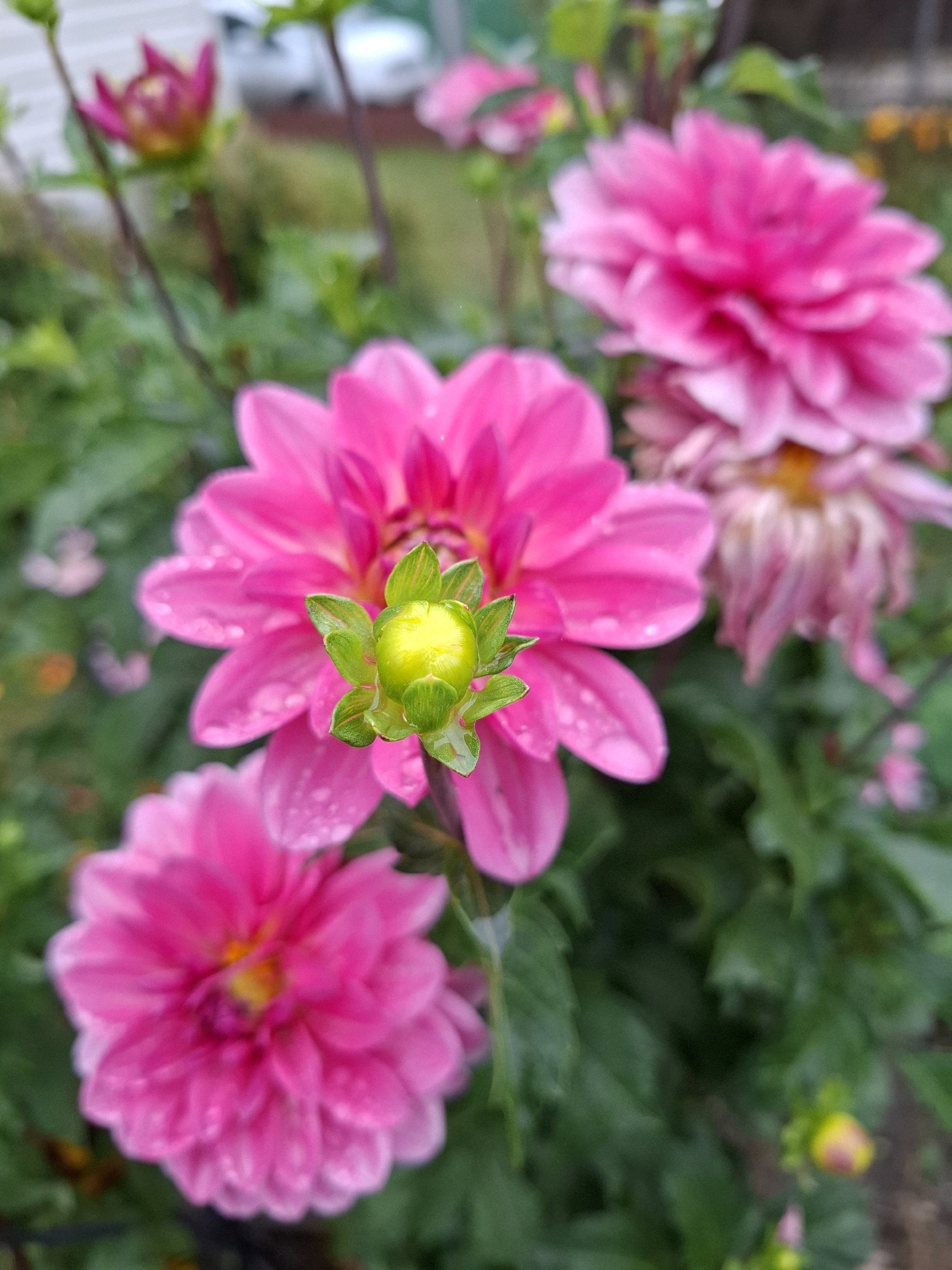 In Romantik, Russia, a close-up, eye-level shot captures a cluster of vibrant pink dahlias in soft focus. The primary subject, a partially open dahlia, is positioned in the lower right quadrant, its bright green bud nestled amongst lush green leaves. Water droplets adorn the petals of this and other nearby flowers, indicating recent rain or dew. In the background, a blurred hint of a building and foliage suggests an outdoor garden setting. The overall impression is one of natural beauty and freshness.