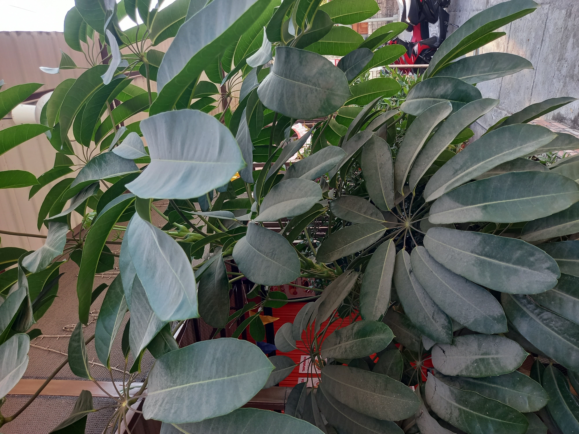 The image depicts a close-up of a large, leafy plant, possibly a Schefflera, with broad, dark green leaves. The leaves are arranged in clusters and appear to have a slightly dusty texture. The plant is positioned outdoors, with elements of a building visible in the background, including a wall with a textured surface, some red and orange sheeting, and a glimpse of a scooter or motorcycle. The scene appears to be in an urban or semi-urban setting, likely during daylight, as indicated by the lighting. The location is specified as Bungah, Indonesia. There are no people visible in the image.