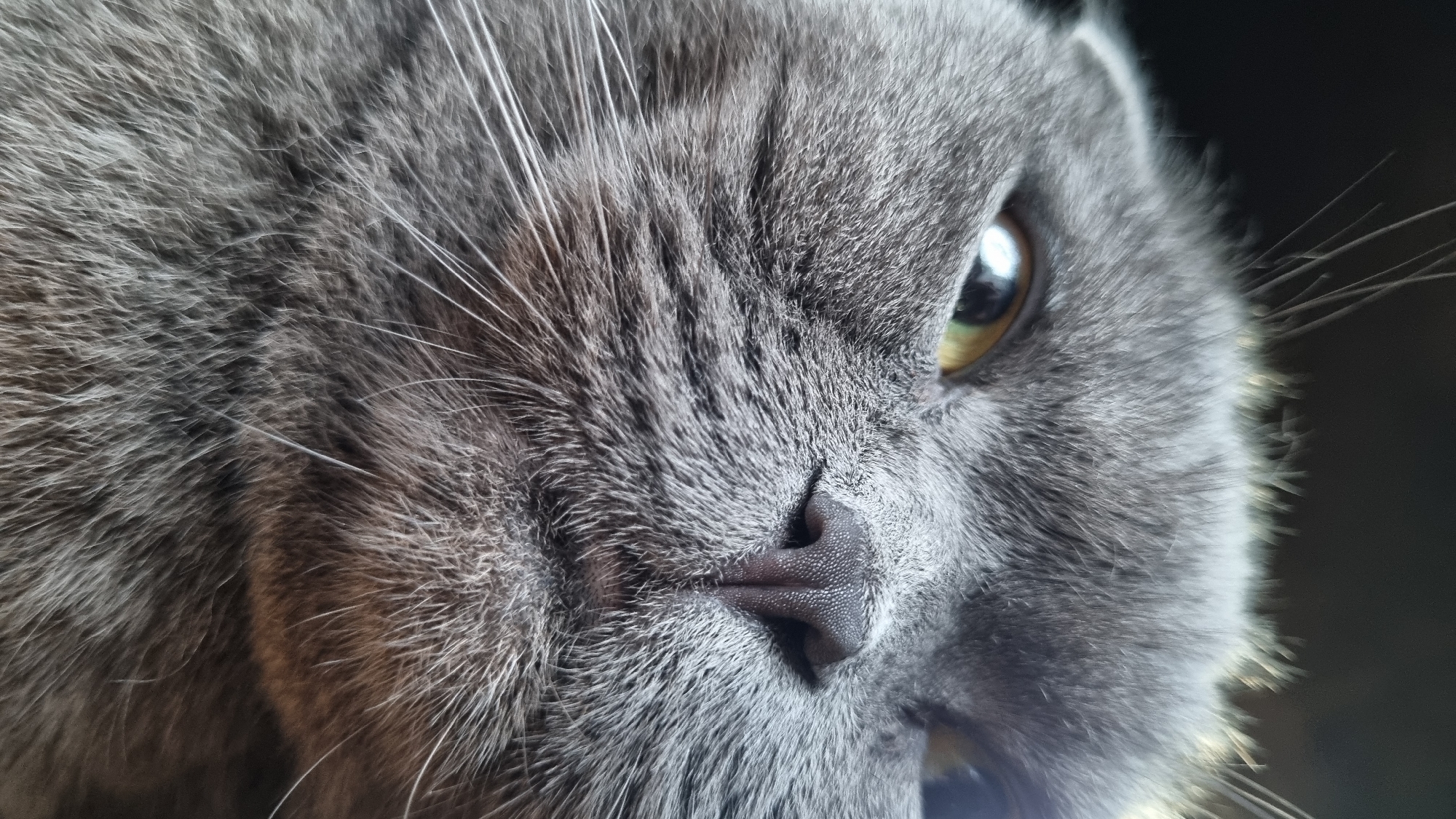 A close-up, head-on photograph of a grey cat's face is presented. The cat's right eye is visible, with a yellowish-green iris and a dark pupil. Its wet, pink nose is the central focal point, surrounded by grey fur and prominent white whiskers. The background is dark and out of focus. This image was captured in the city of Vysokoe, Russia.