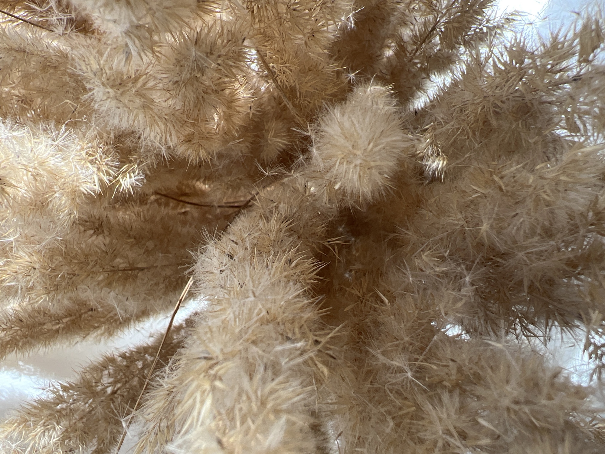 The image is a close-up, detailed shot of dried pampas grass plumes, showing their feathery texture and light brown, beige, and tan colors. The grass is abundant and layered, creating a soft, fluffy, and slightly hazy appearance. Some plumes are tightly packed, while others appear more airy and spread out. Fine, wispy strands catch the light, giving the scene a gentle, natural glow. The background is blurred and appears to be white or a very light color, possibly a wall or fabric, which further emphasizes the texture and form of the pampas grass. There is no indication of a specific location within the city of Chaikovsky, Russia, or any people, actions, or interactions.