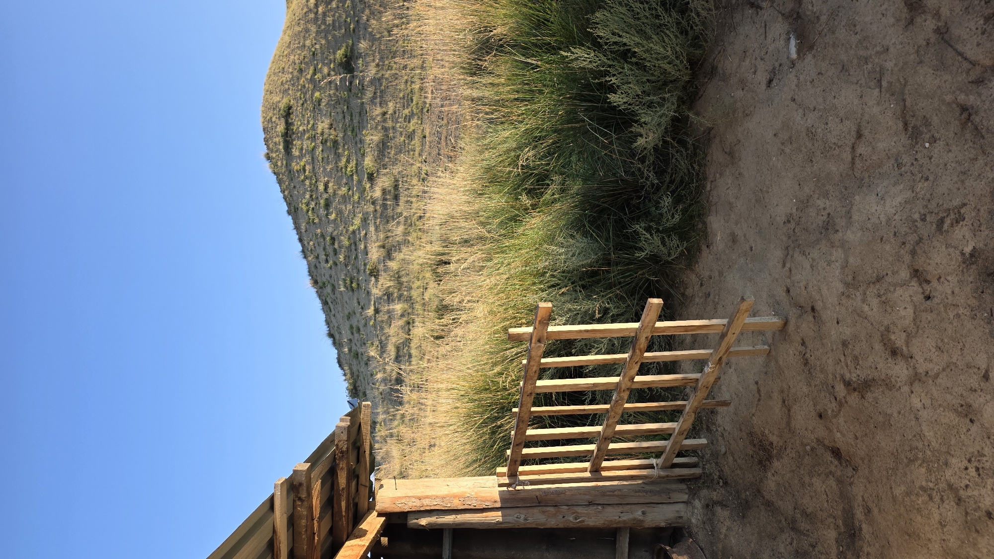 A low-angle shot captures a rustic wooden gate in the foreground, constructed from rough-hewn planks and posts. The gate is partially open, revealing a dark interior of a simple wooden structure on the left, with a corrugated metal roof visible overhead. Behind the gate, tall, golden-green grasses and scrub brush dominate the mid-ground. A gentle, sun-drenched hillside rises in the background, sparsely dotted with vegetation, under a clear, bright blue sky. The location is Terek-Suu, Kyrgyzstan.