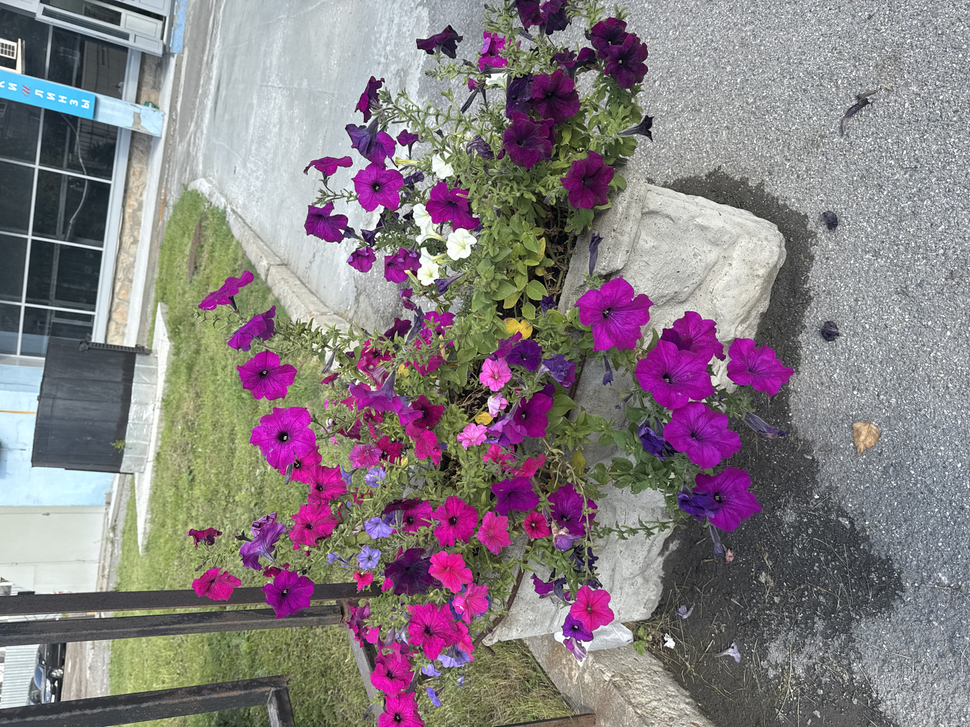 The image depicts a close-up of a concrete planter filled with a vibrant assortment of petunia flowers in various shades of pink, purple, and white. The planter itself appears weathered and sits on a paved surface, likely asphalt, adjacent to a grassy area. In the background, a modern building with large windows and a blue sign with white lettering is visible. The building's architecture suggests it could be a commercial or administrative facility. To the left, a section of a dark metal fence is present, and beyond it, a dark-colored car is parked on a paved area. The scene is set outdoors, under natural light, with the ground showing some wet patches, indicating recent watering or rain. The overall impression is one of urban landscaping, with the flowers providing a splash of color against the muted tones of the surrounding environment. The building in the background appears to be in Novosibirsk, Russia, as suggested by the Cyrillic lettering on the blue sign.