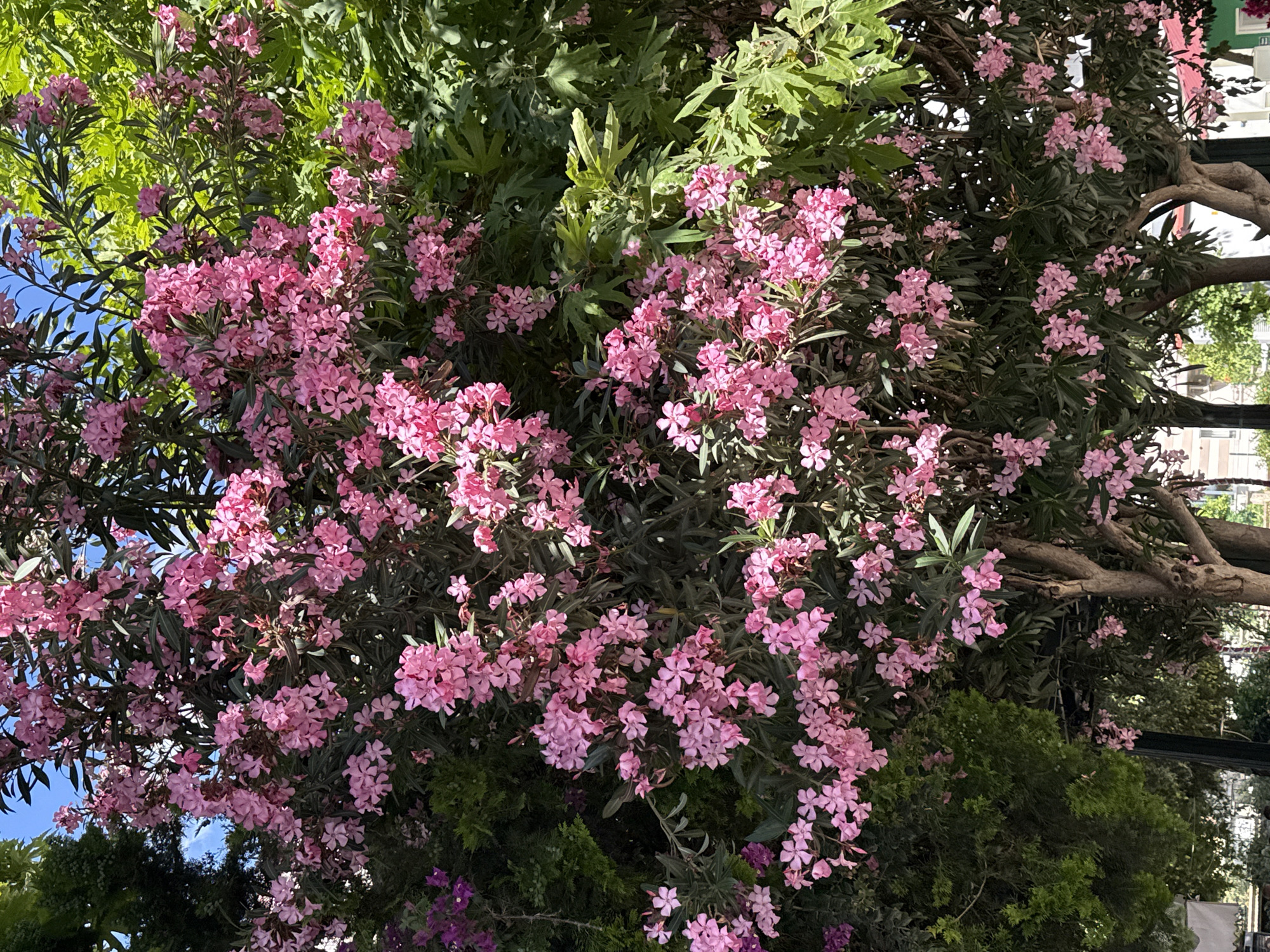 The image shows a lush, pink oleander bush with varying shades of green foliage in an urban setting. The location appears to be outdoors, possibly a park or garden area, with parts of a building visible in the background on the right side of the image. A dark green hedge is at the bottom of the photo. The oleander bush is in full bloom, with clusters of pink flowers covering much of the frame. There is blue sky visible in the top left corner. There are tree trunks on the right side of the image.