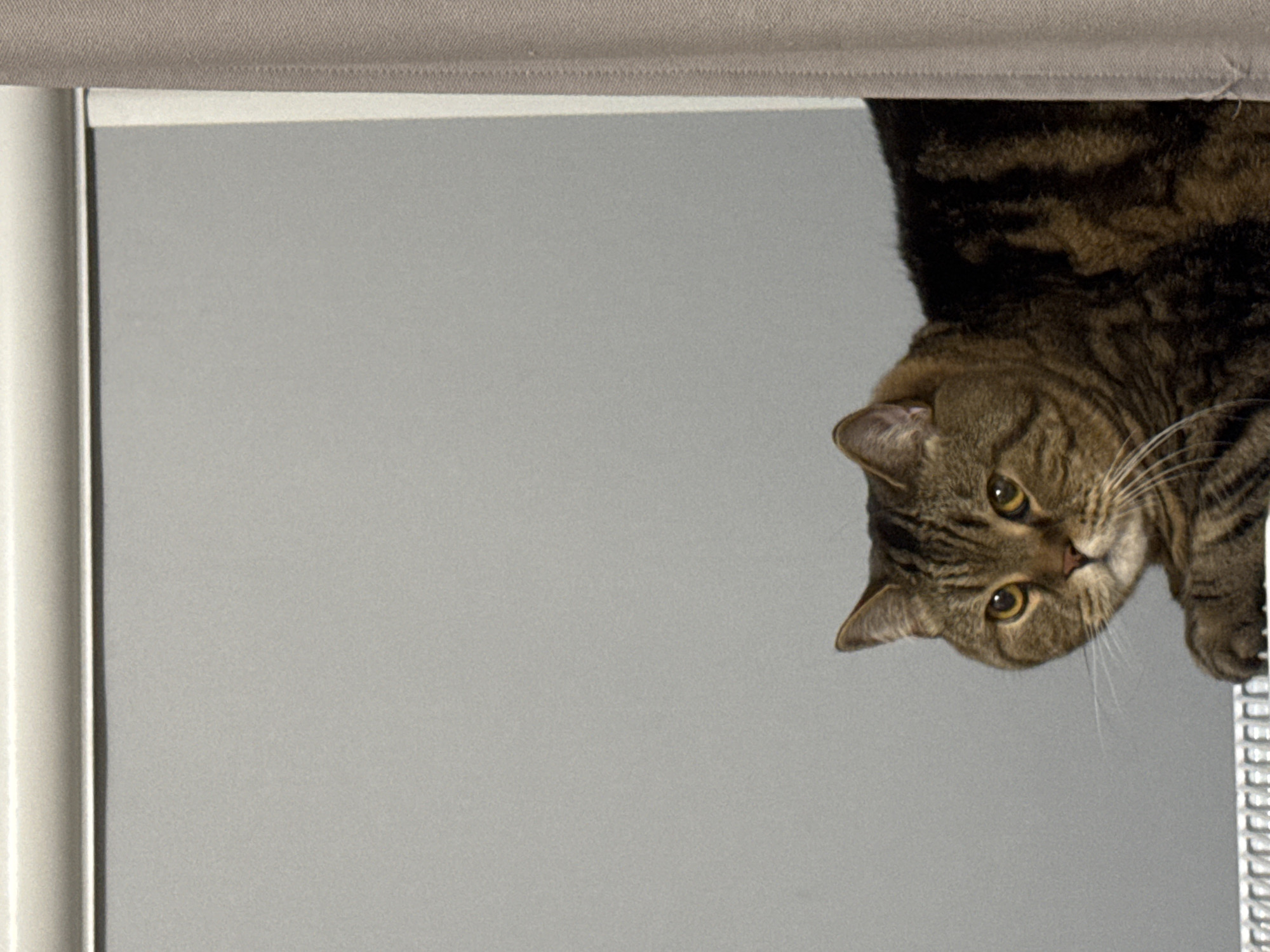 The image displays a close-up, overhead shot of a tabby cat. The cat is looking down towards the camera, with its head tilted slightly. Its fur is a mix of brown and black stripes, and its eyes are a warm yellow color. The cat appears to be resting on a surface, possibly a shelf or a ledge, as indicated by the edge visible on the right side of the frame. The background is a plain, light gray wall, creating a simple and uncluttered setting. The lighting is soft and even, suggesting it might be indoors during the daytime. No people, text, or specific location cues are visible in the image, other than the general context provided. The cat's expression is curious and alert.