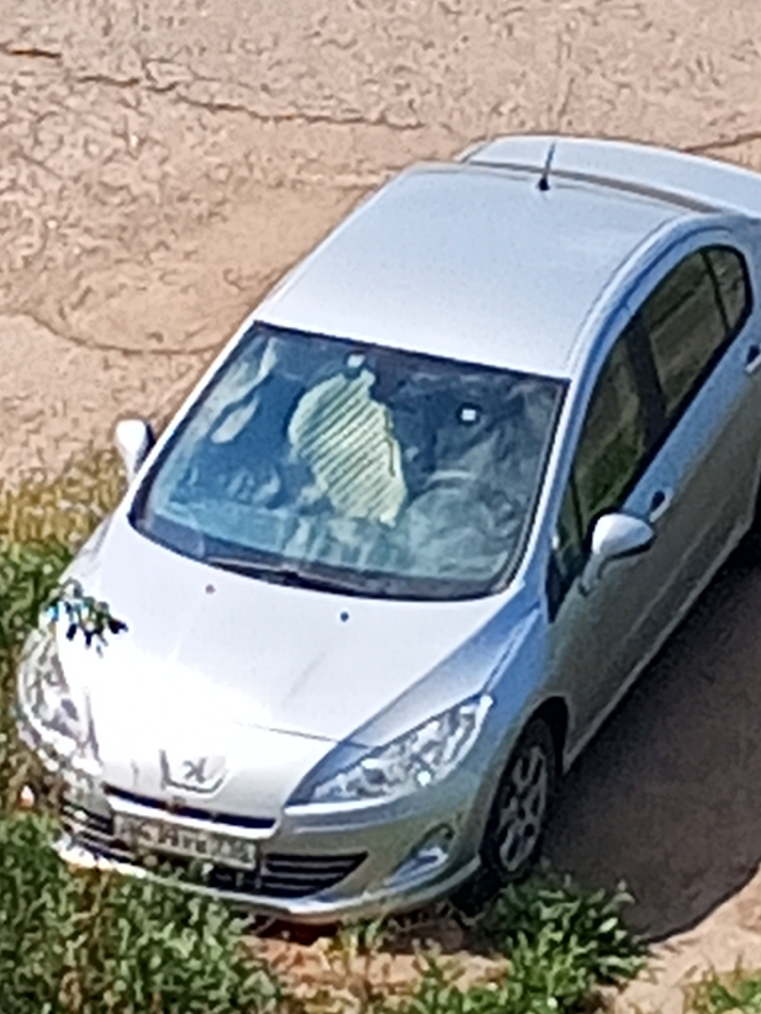 A silver Peugeot 508 sedan is parked on a gravel and dirt surface, partially obscured by green vegetation. The car faces towards the lower left of the frame. A striped blanket or cover is visible on the interior of the windshield. The license plate is partially visible and appears to be of Russian origin. The scene is outdoors, with sunlight casting a shadow to the right of the vehicle. The background consists of dry, cracked earth and some sparse greenery.