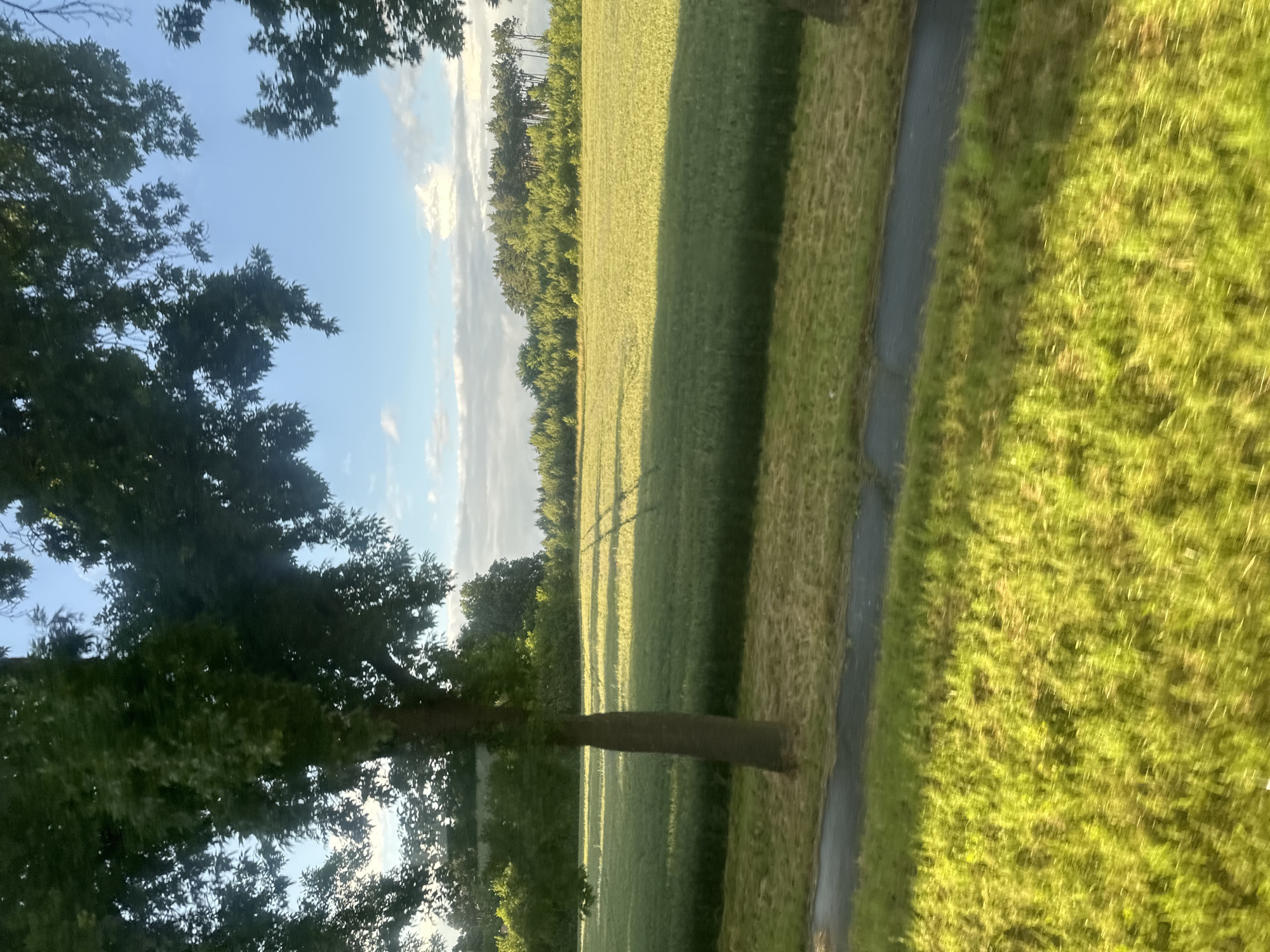 The image depicts a rural landscape in the vicinity of Marcinowice, Poland, likely during daylight hours. A paved path or road runs horizontally across the lower portion of the frame, bordered by vibrant green grass. Beyond the path, a large field of green crops, possibly wheat or barley, stretches into the distance, illuminated by sunlight which casts long shadows. A solitary tree stands in the mid-ground, its trunk dark and its leaves lush green, partially obscuring the view of the field. In the background, a dense line of trees forms a natural horizon, with a stand of taller pine trees visible towards the right. The sky above is a clear blue, interspersed with scattered white clouds. The overall impression is one of a peaceful, sun-drenched agricultural setting.
