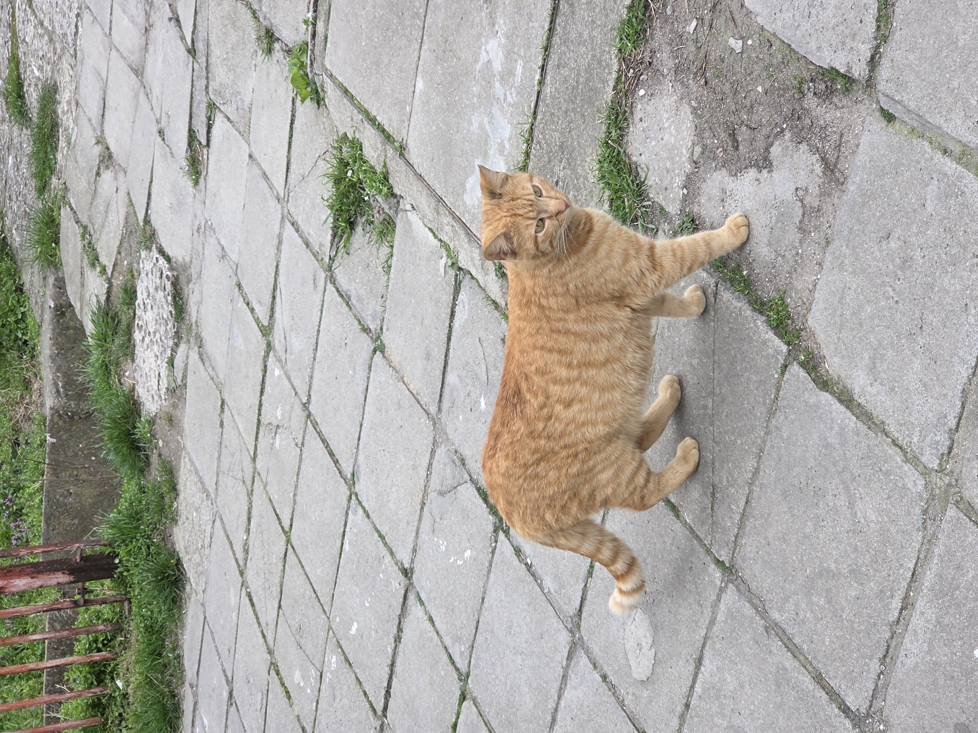 An orange tabby cat stands on a grey, stone-tiled walkway or patio. The tiles are irregularly shaped, and grass grows in the cracks between them. A rusty metal fence is visible on the left edge of the image. The scene takes place outside on a cloudy day. The location is Varna, Bulgaria.