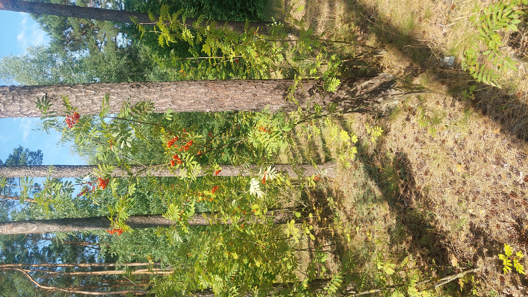 The image depicts a wooded area with several trees, primarily pines, and undergrowth consisting of bushes with red berries. The ground is covered with dry pine needles, grass, and a few pine cones, indicating a forest floor. The lighting suggests it is daytime, with shadows cast by the trees. The scene appears to be a natural outdoor environment, likely a park or a forest on the outskirts of a city. There are no people or visible structures in the image. Given the prompt's reference to Salihorsk, Belarus, this scene could be located in one of the wooded areas surrounding the city, possibly within a recreational zone or along a walking path. The overall impression is one of natural scenery during a period of the year when berries are ripening.