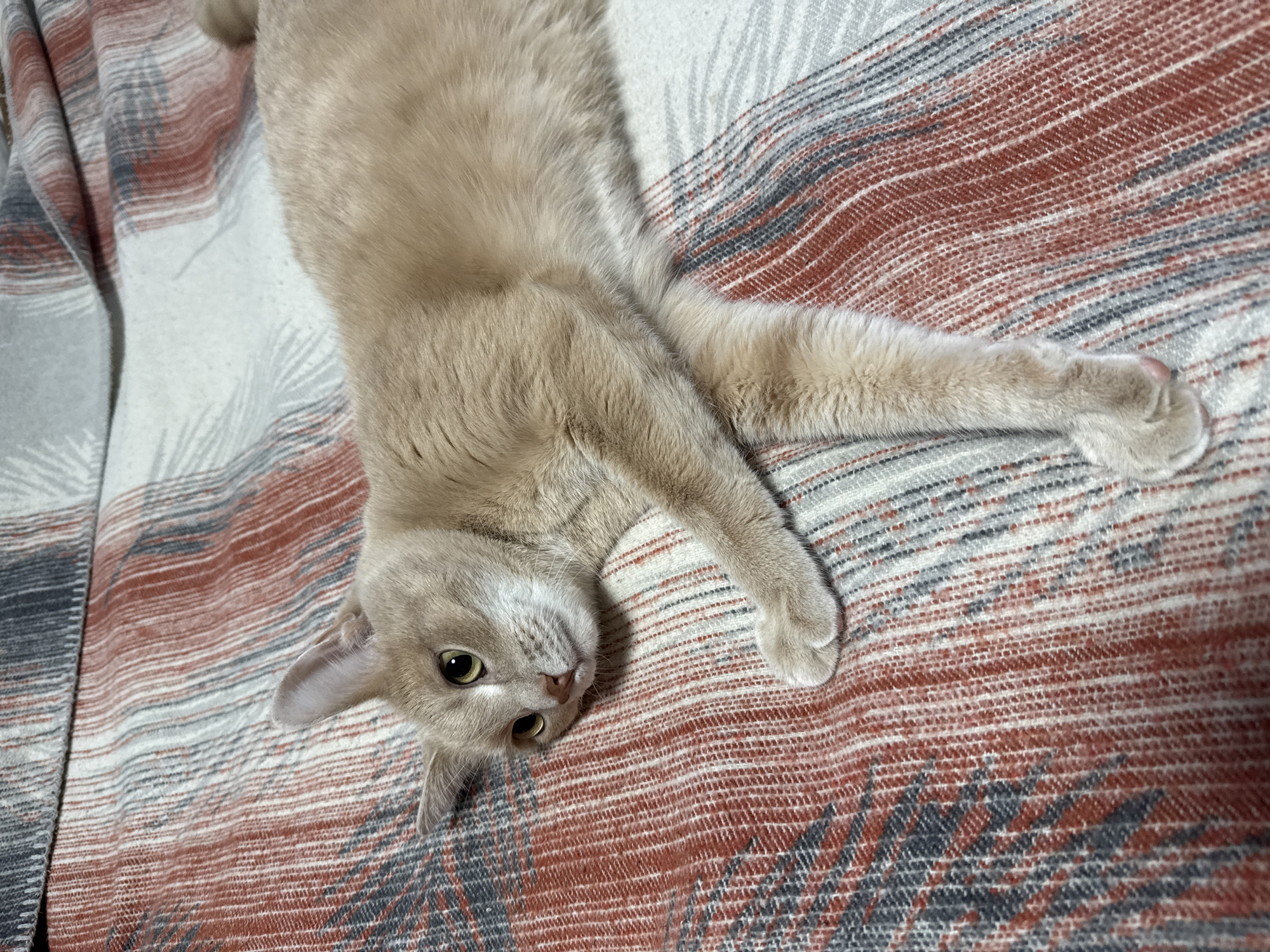 A light-brown cat is lying on its back on a patterned blanket. The blanket has alternating stripes of white, gray, and rust-colored fabric with a decorative pattern. The cat's body is stretched out with its front paws extended. Its head is tilted towards the camera with its eyes open. The cat is on a bed located inside. It is impossible to determine the location is Chaikovsky, Russia without additional information.