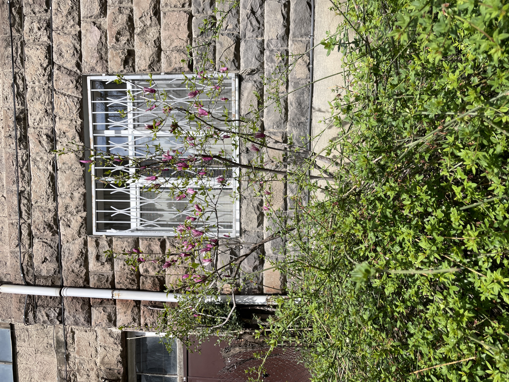 The image depicts a building in Tbilisi, Georgia, characterized by a rough-hewn stone facade. A white-framed window with a decorative grill is prominently centered on the wall. A magnolia tree, with early blossoms, grows in front of the window. To the right of the window is a dense green bush. Below the window, a white pipe runs horizontally along the wall. A lower window and a brown door are partially visible at the bottom of the image. The scene is lit by daylight.