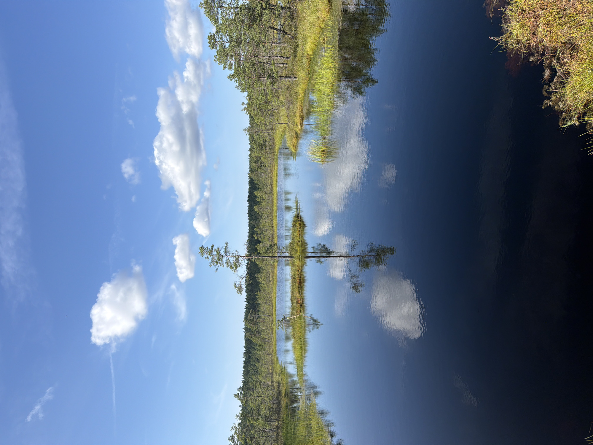 This is a vertical, slightly low-angle photograph of a tranquil bog landscape in Kolga alevik, Estonia. The scene is divided horizontally by the reflective surface of dark, still water. The top half of the image features a bright blue sky with scattered, fluffy white clouds, some of which are elongated and wispy. The sun appears to be high in the sky, suggesting it is midday or early afternoon. The weather is clear and pleasant.
The bottom half of the image is a mirror reflection of the sky and the surrounding environment. On the left side of the water's edge, a dense line of pine trees with green foliage stretches across the frame, receding into the distance. Interspersed among the trees are areas of tall, green grass. A single, slender pine tree stands in the water, its reflection a sharp, vertical line in the dark water. The overall mood of the photograph is peaceful and serene, emphasizing the natural beauty of the bog. There is no visible text in the image.