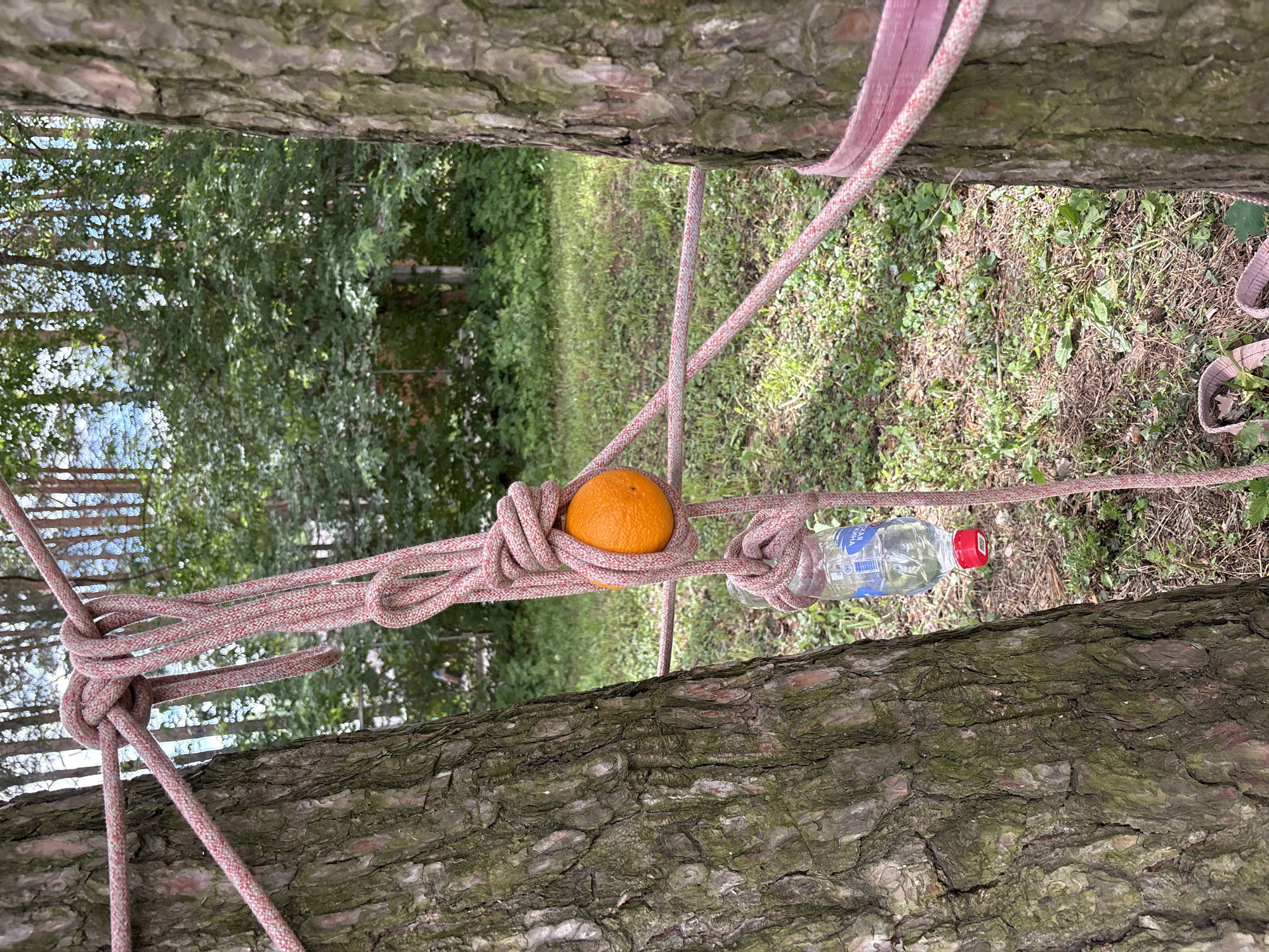 This is a medium shot, eye-level, outdoor photograph taken in the city of Chaikovsky, Russia, on a sunny day. The scene depicts a forest clearing with two large pine trees positioned close together. A pink and white braided rope is wrapped around both trees, creating a tension system. Attached to this rope system are an orange and a partially filled plastic water bottle with a red cap. The rope is tied in several complex knots, forming loops and securing the orange and bottle. The ground is covered with dry pine needles, grass, and some fallen leaves. In the background, the forest continues with more pine trees and green foliage. The lighting suggests it is daytime.