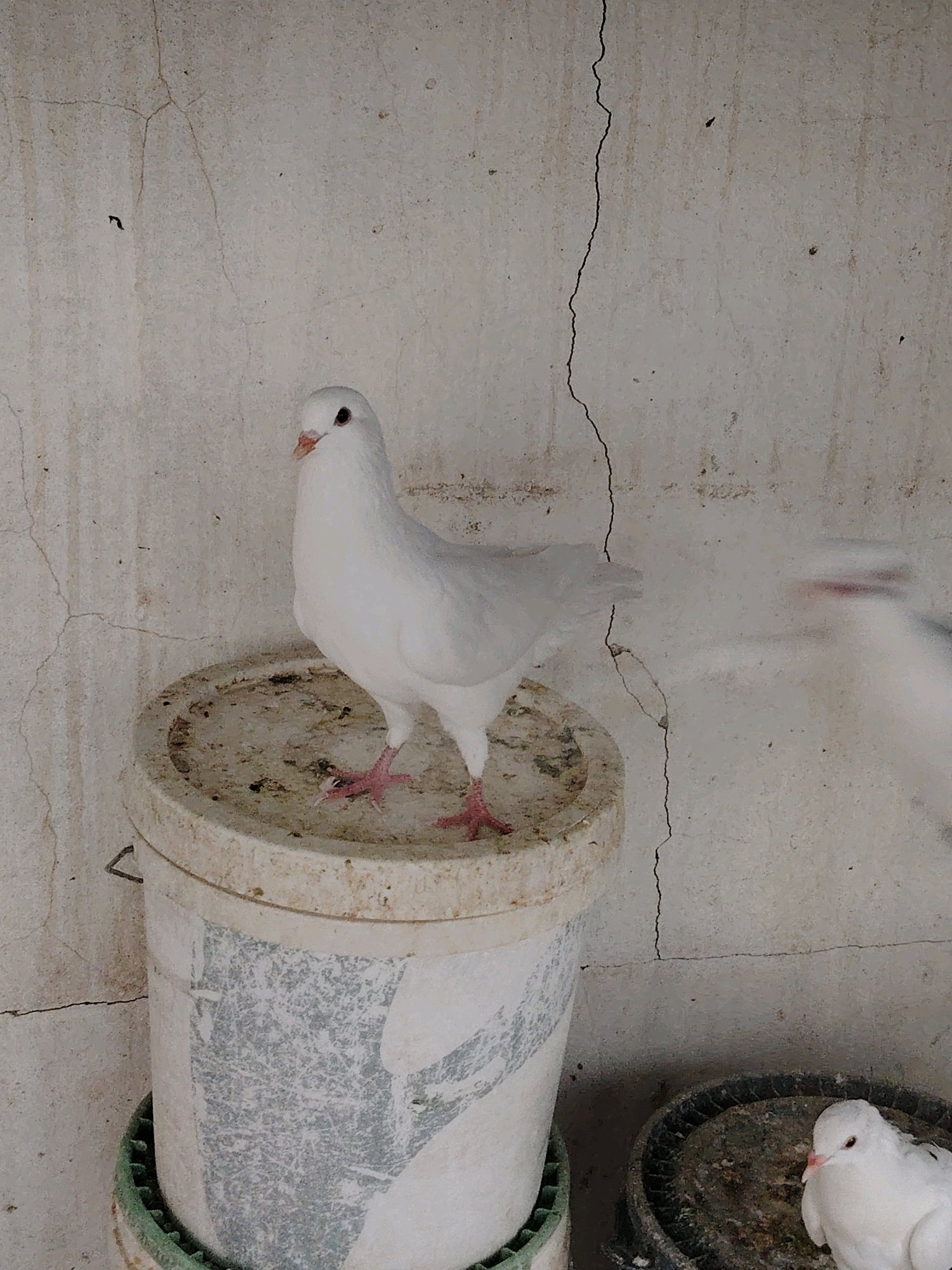 A white pigeon stands on a white, weathered bucket. The bucket is dirty and has a faded grey pattern. The pigeon's feet are pink and it is facing to the left. The background is a rough, cream-colored concrete wall with a thin, vertical crack running down the center. Another pigeon, out of focus and blurred, is visible to the right. To the lower right of the main pigeon, another white pigeon is partially visible, nestled in a dark, circular object. The lighting is dim. The scene appears to be an outdoor enclosure, possibly in a courtyard, given the rustic materials and the presence of multiple pigeons. The overall impression is one of a simple, utilitarian space for birds.