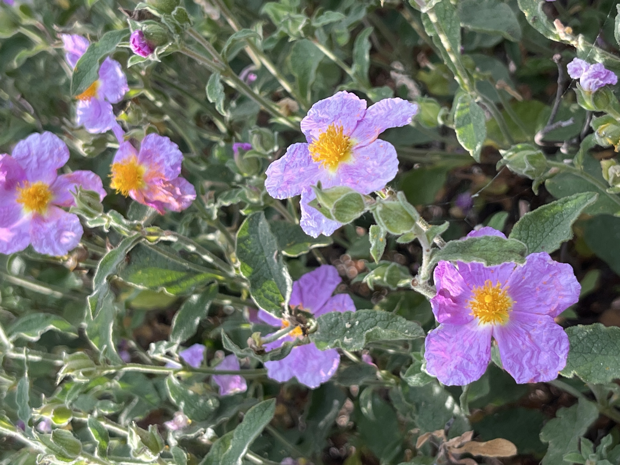 The image shows a close-up view of several purple and pink rockrose flowers with yellow centers. The flowers are in various stages of bloom, with some fully open and others still developing as buds. The petals are delicate and crinkled, and the stamens in the center are a bright yellow. The flowers are surrounded by green, fuzzy leaves and stems, suggesting a natural outdoor setting, possibly a garden or wild landscape. The lighting appears to be natural daylight, with soft shadows indicating it could be morning or late afternoon. The focus is on the intricate details of the flowers and foliage, creating a serene and naturalistic composition. There is no visible text in the image. The overall impression is one of natural beauty and tranquility.
