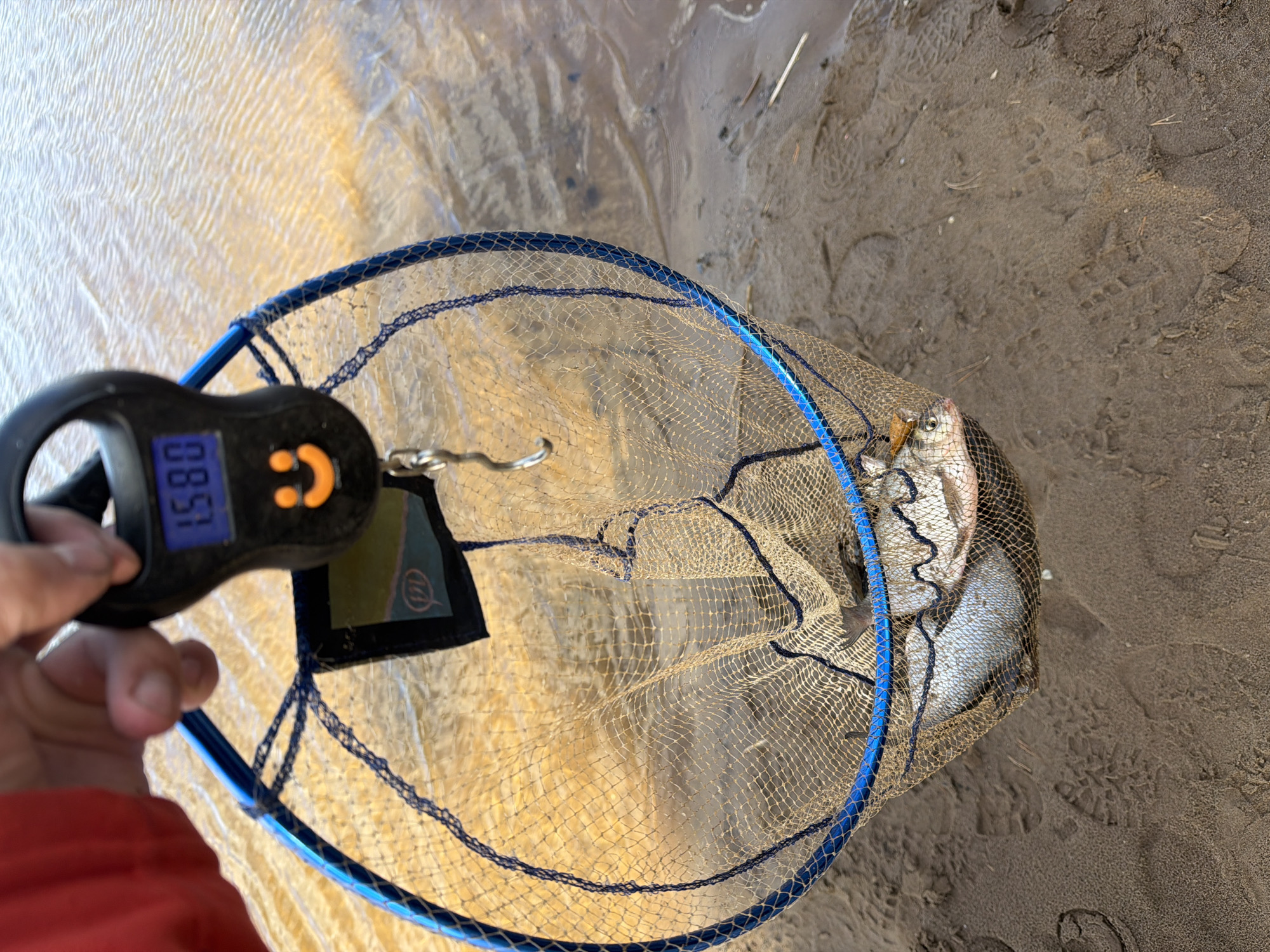 A person's hand holds a digital scale displaying "1.58" above a blue-rimmed net containing several fish. The net rests on sand next to water. The scene appears to be outdoors, potentially near a shoreline, but location and city details are undeterminable from the image.