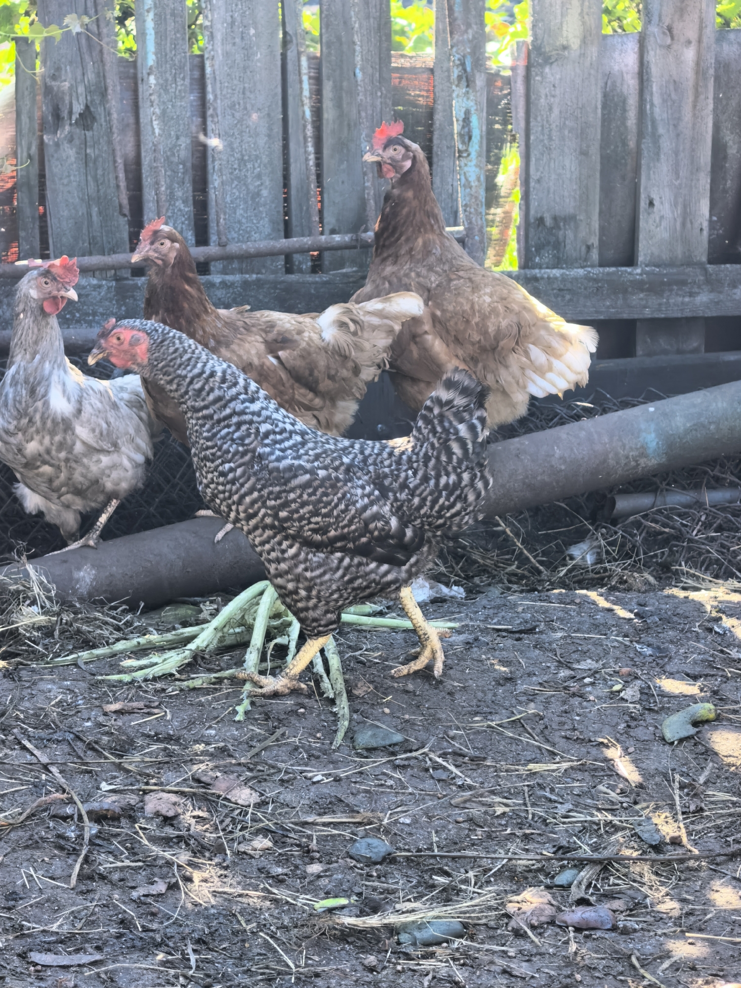 In Sterlitamak, Russia, a flock of chickens is gathered in a dirt enclosure. The chickens, varying in color from grey and white speckled to brown, are standing on the ground amidst scattered dry grass and debris. In the background, a rustic wooden fence, weathered and grey, stands partially obscured by a metal pipe running horizontally across the scene. The chickens appear to be pecking at the ground and interacting with their surroundings.