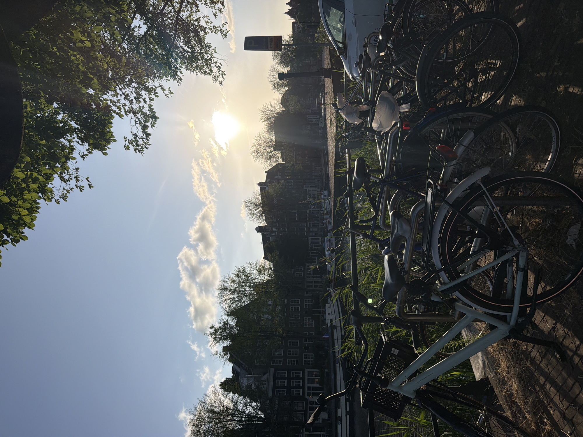The image depicts a row of parked bicycles in Amsterdam, Netherlands, with a canal and buildings in the background. The sun is setting, casting a warm glow over the scene. The foreground is dominated by bicycles, some of which are covered with plastic bags. The middle ground features tall, narrow buildings with dark facades and numerous windows, characteristic of Amsterdam's architecture. A canal runs in front of the buildings, with a boat docked alongside it. Lush green vegetation, likely reeds or tall grasses, grows along the canal bank, partially obscuring the lower parts of the buildings. In the background, more trees and buildings can be seen. The sky is a clear blue with a few scattered white clouds. Sunlight streams through the leaves of a tree in the upper right corner, creating a lens flare effect. A white car is parked on the right side of the image, near a blue and yellow parking sign. The overall impression is one of a peaceful, urban evening in Amsterdam.