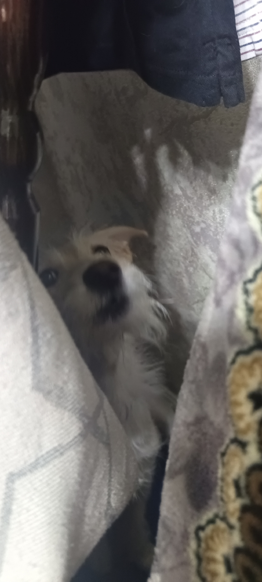 The image shows a close-up of a small, light-colored dog peeking out from behind blankets or fabric. The dog has dark eyes and a dark nose, with some white and light brown fur visible. The background is dark and out of focus, with hints of patterned fabric or blankets. The overall impression is of a cozy indoor setting. There are no identifiable landmarks or environmental cues to suggest the location in Almaty, Kazakhstan.